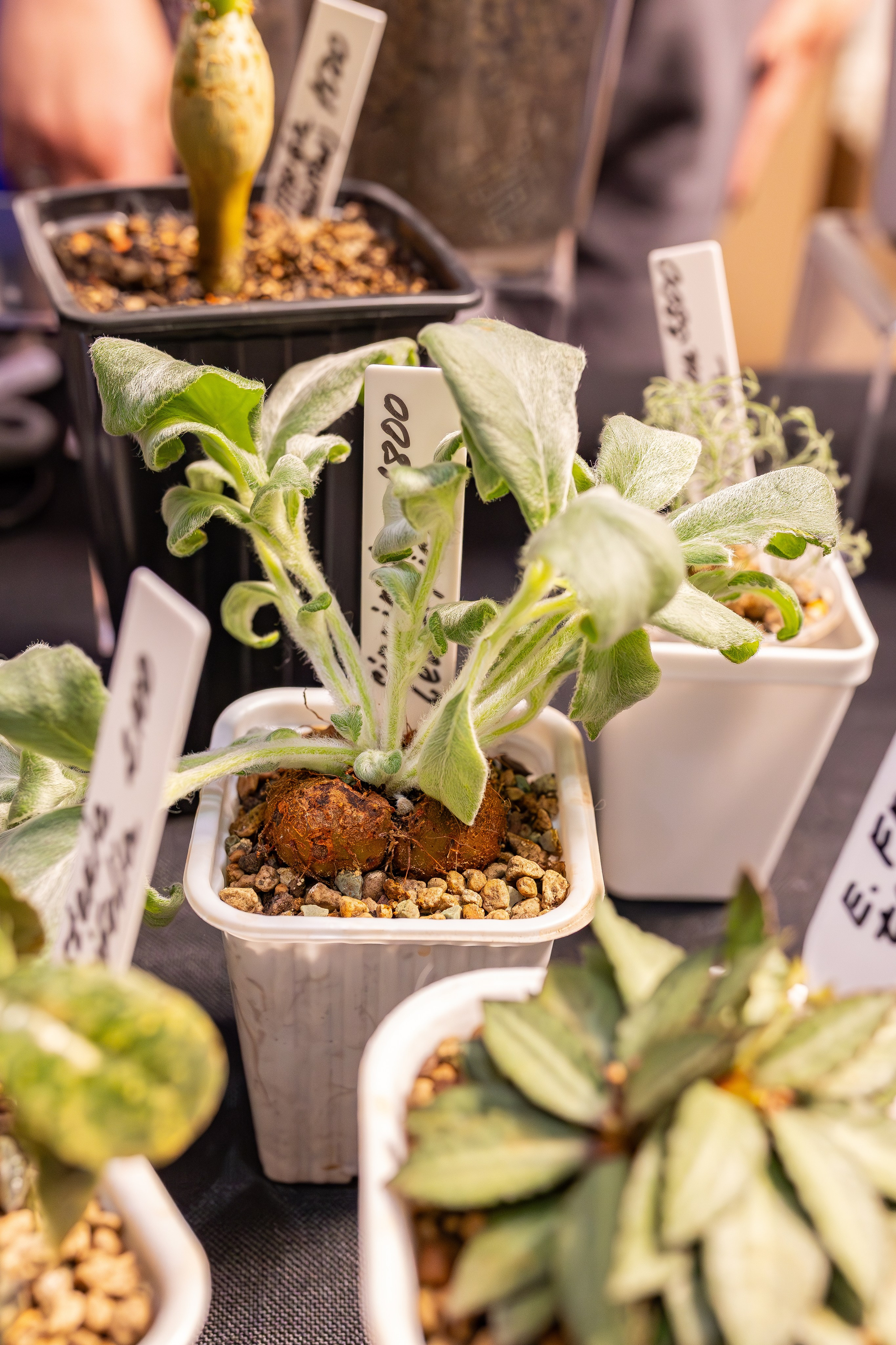 Монстериум апрель 2026. Александра Куликова фотограф, Москва