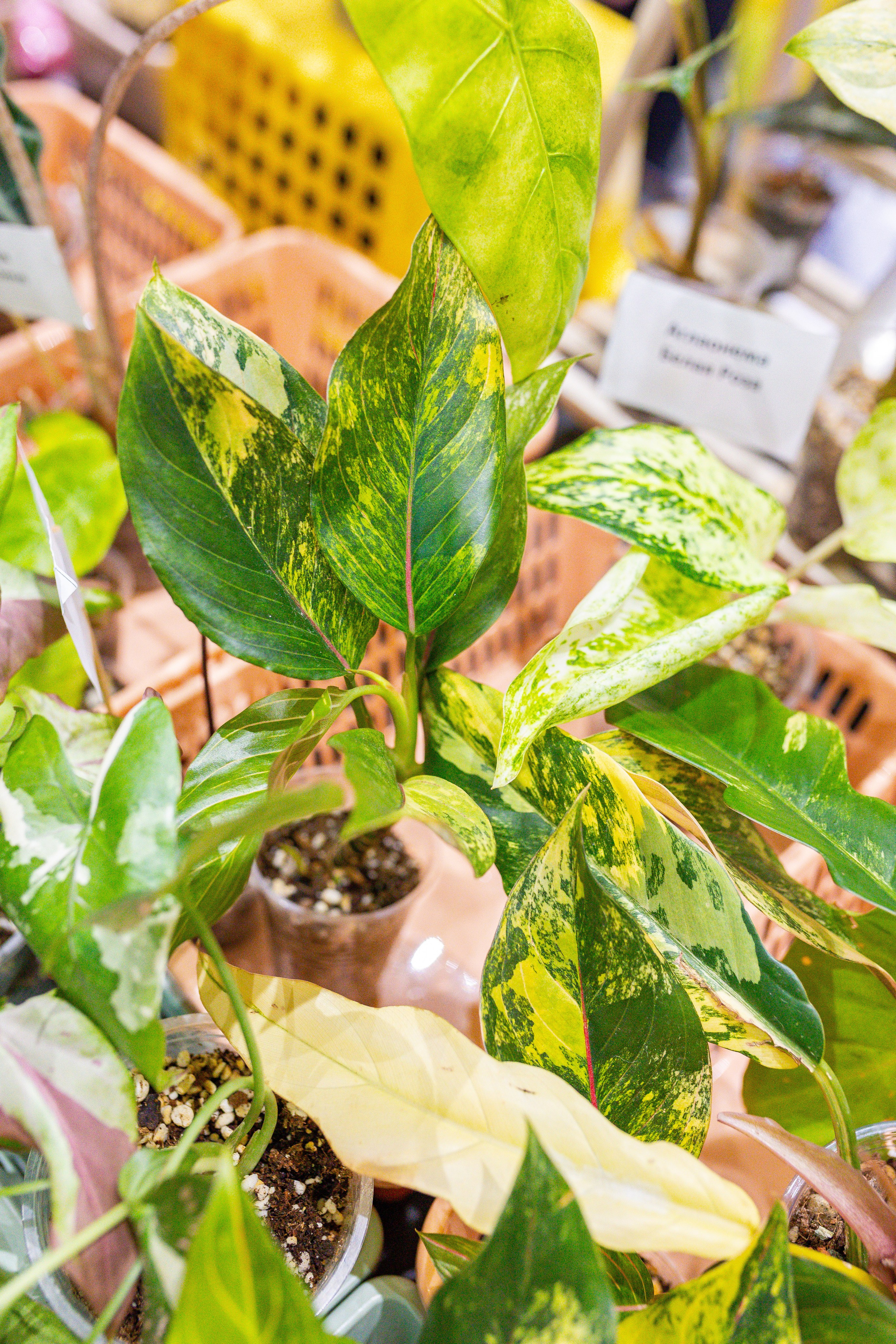 Орхидиум 12.2025. Александра Куликова фотограф, Москва