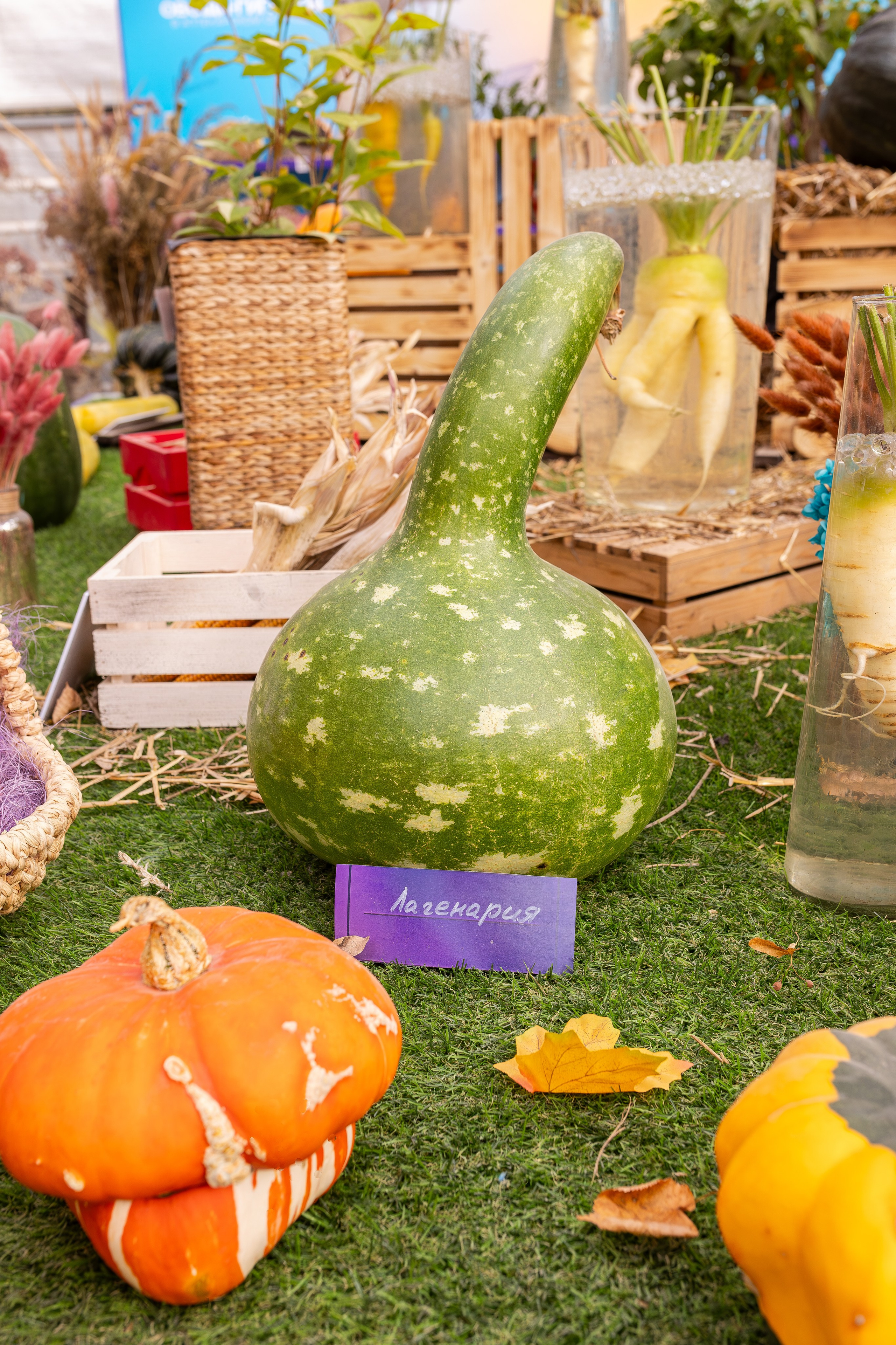 Овощи-гиганты. Александра Куликова фотограф, Москва