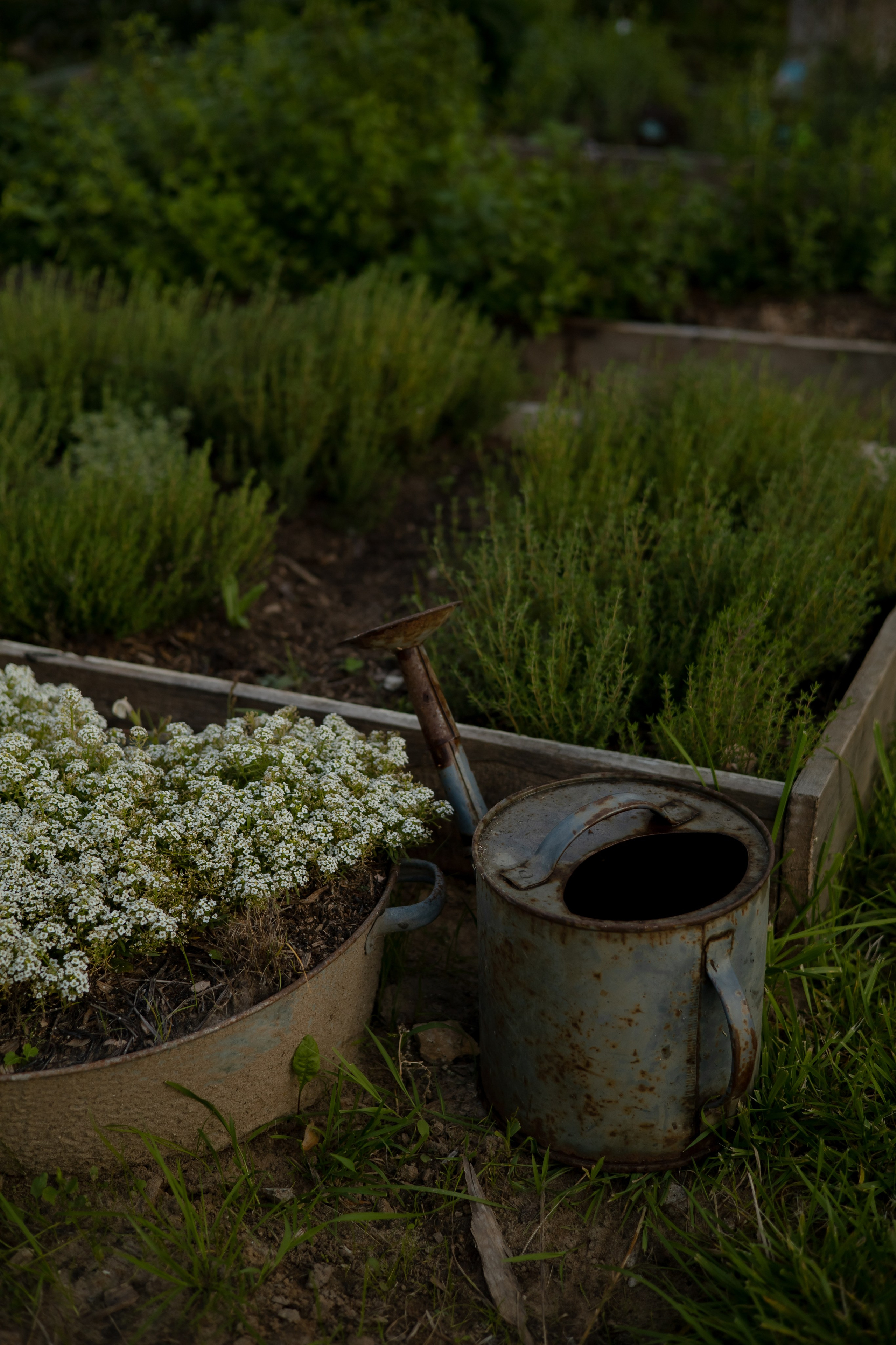 ДИНИЯ. Фотограф Элла Ефимова