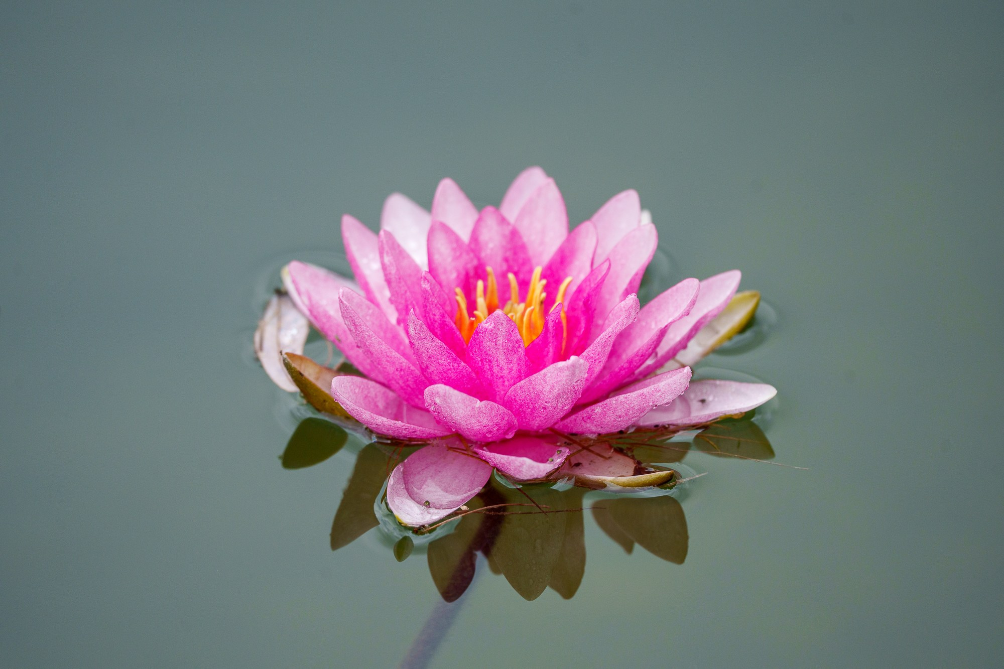 Цветы. Ваш личный фотограф Марина Волкова