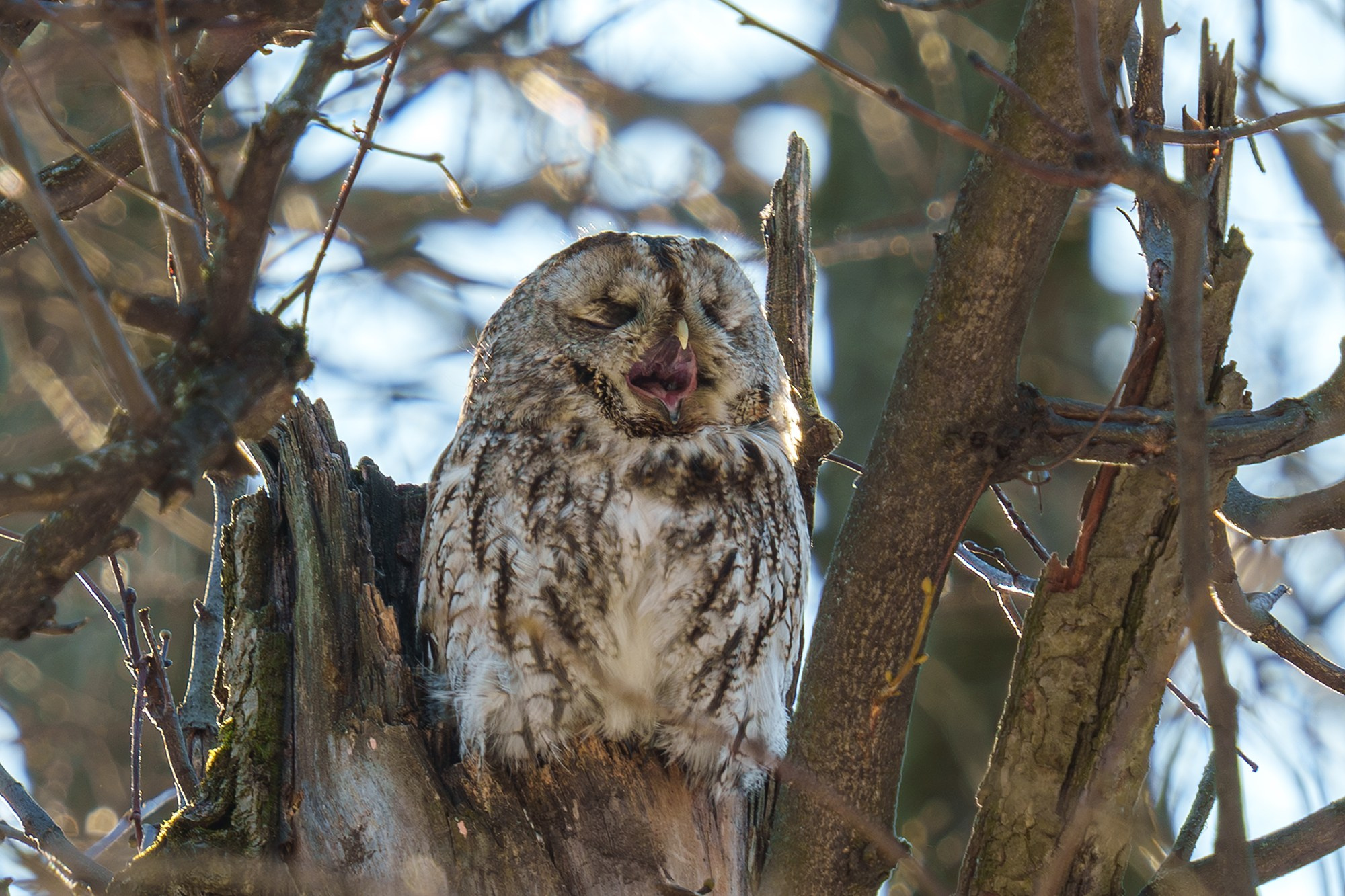 Удивительные мир птиц. Вокруг нас столько прекрасного — присмотритесь!. Ваш личный фотограф Марина Волкова
