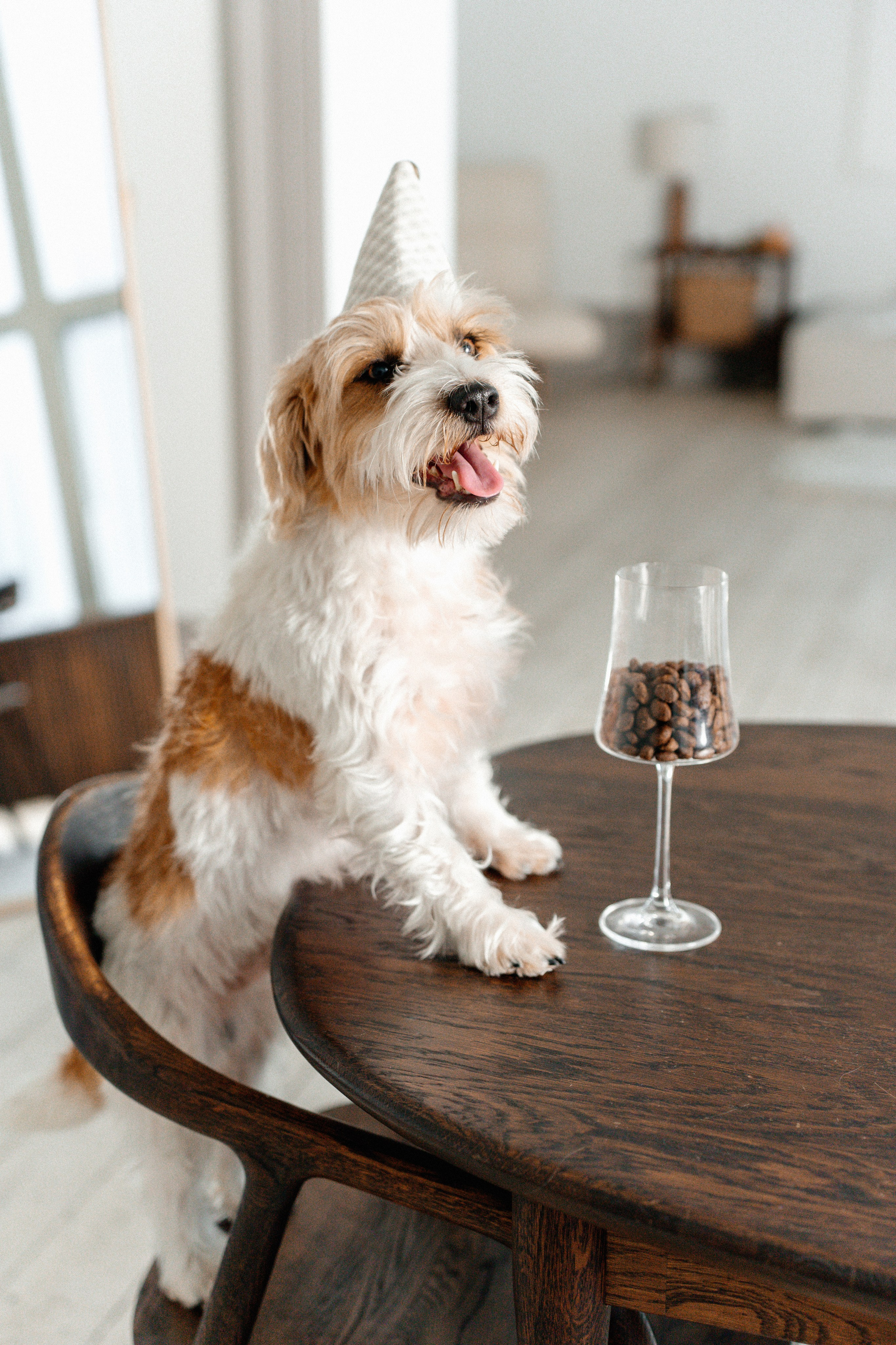 Красота хвостатых глазами хозяйки. Ваш семейный фотограф в Минске — Вика Трегубова