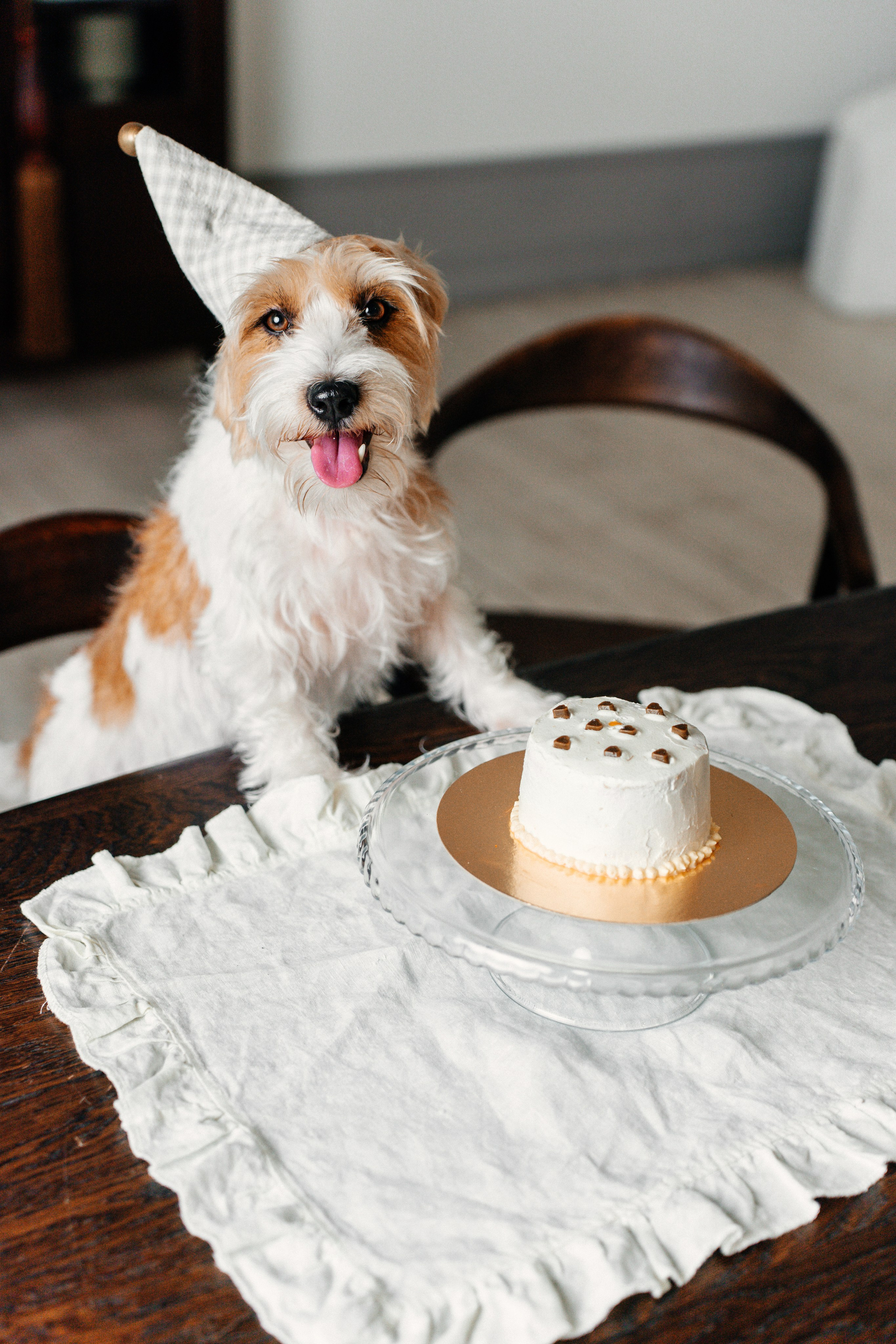 Красота хвостатых глазами хозяйки. Ваш семейный фотограф в Минске — Вика Трегубова