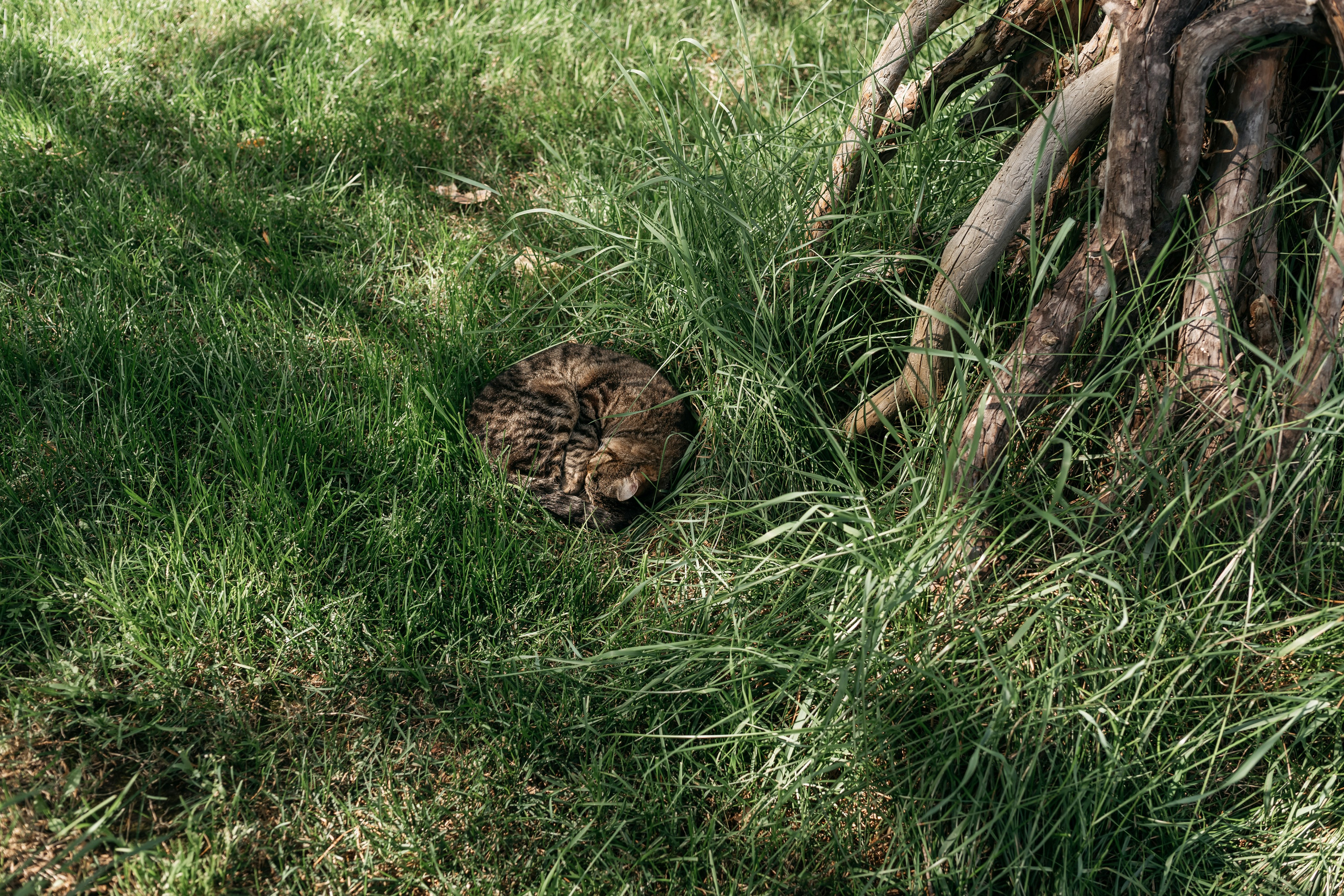 Мирра & Захар. Свадебный и семейный фотограф Чебоксары, Москва Ольга Ник