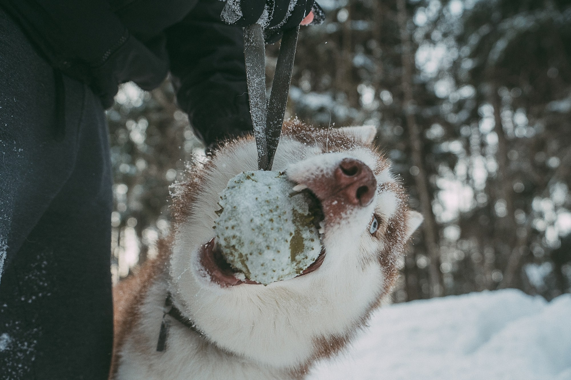 Полина, Уго и Пышка. Фотограф анималист в Москве и Санкт-Петербурге Свиридова Анна