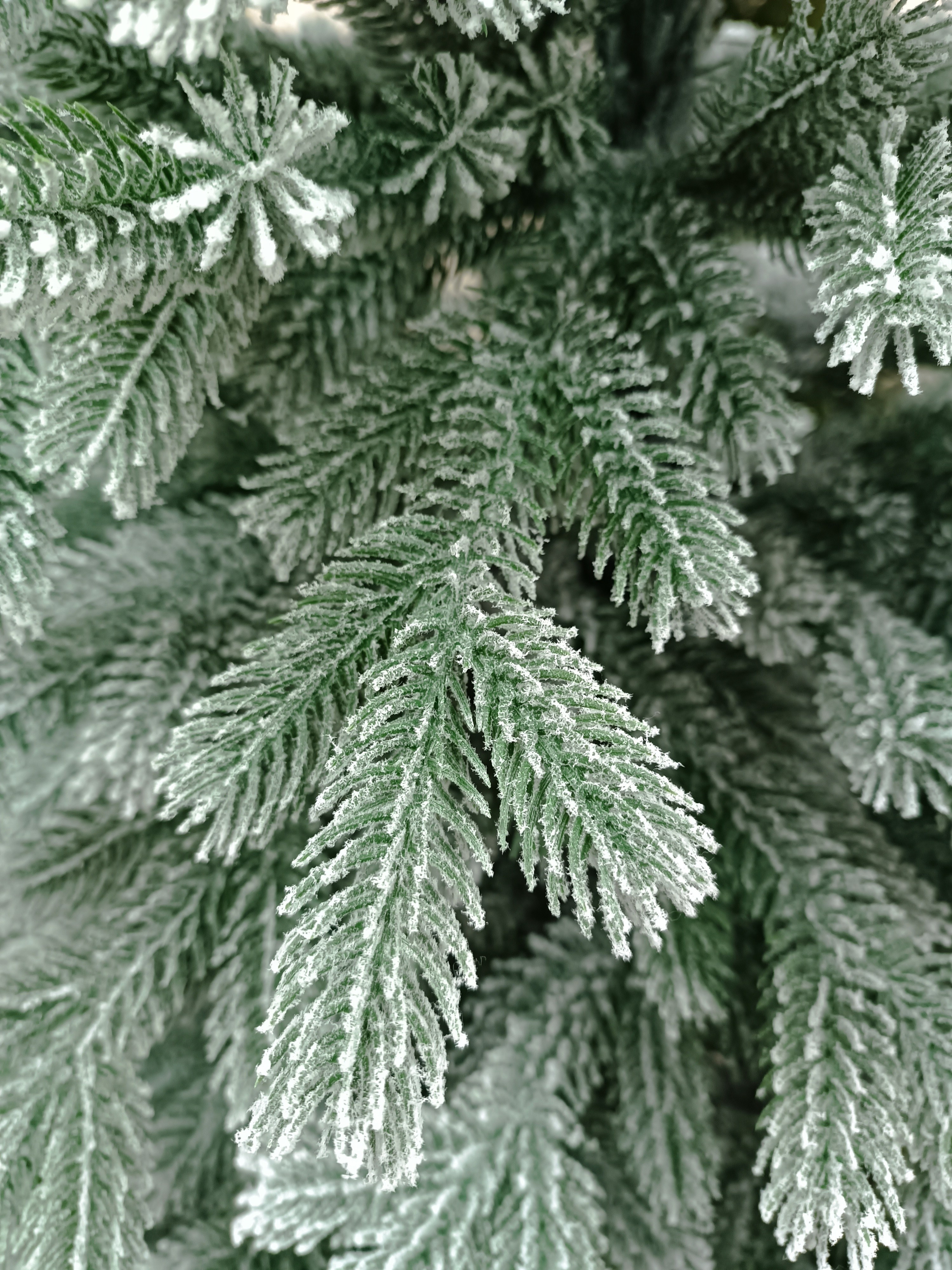 УРАЛЬСКАЯ ЗАСНЕЖЕННАЯ. Elki_grodno