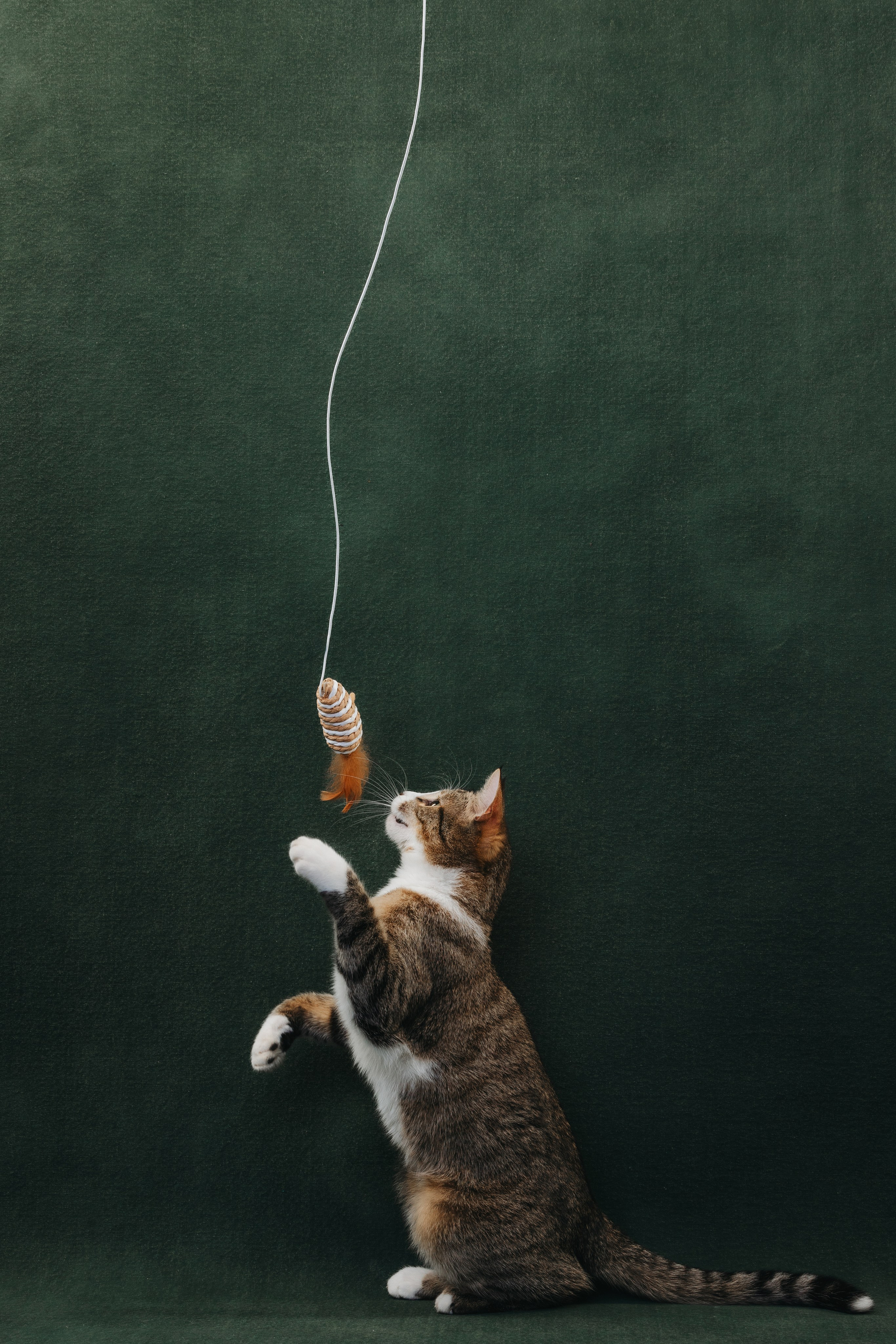 Коты Сет и Квентин. Фотограф анималист Осипчикова Мария