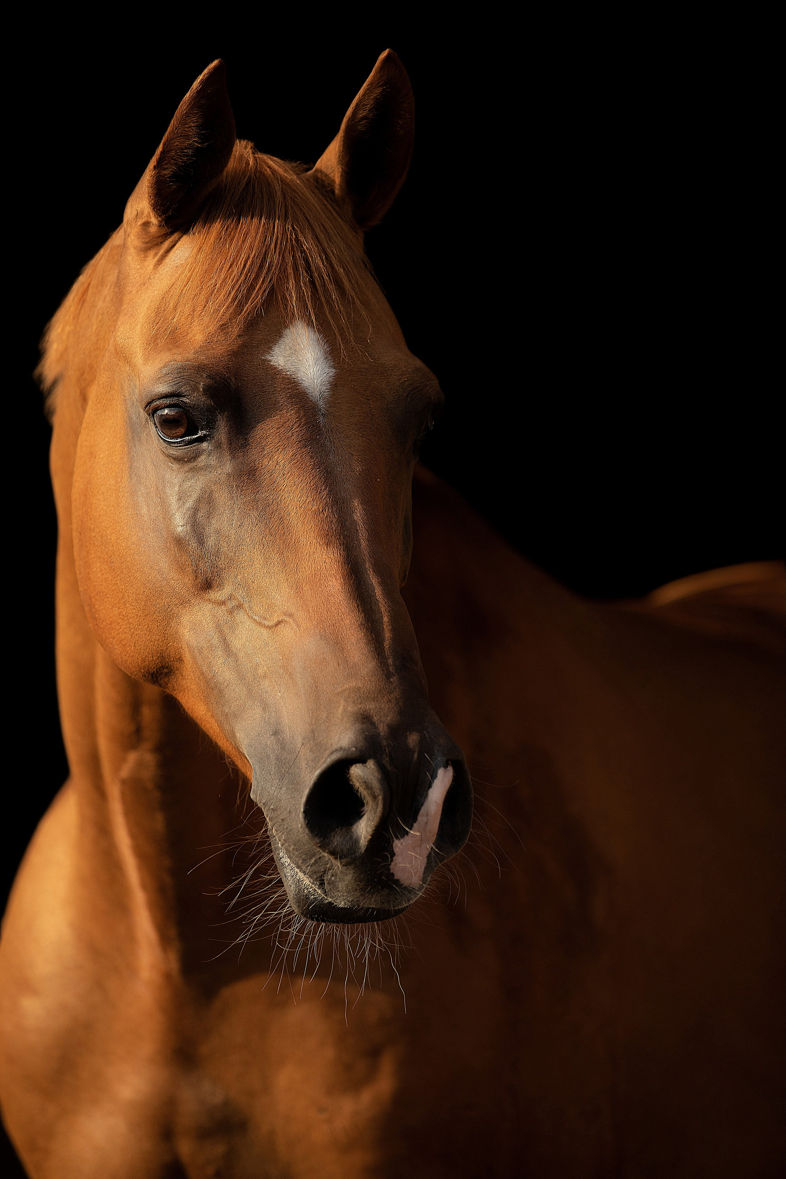 Лошади на свободе. Конный и театральный фотограф Анапа