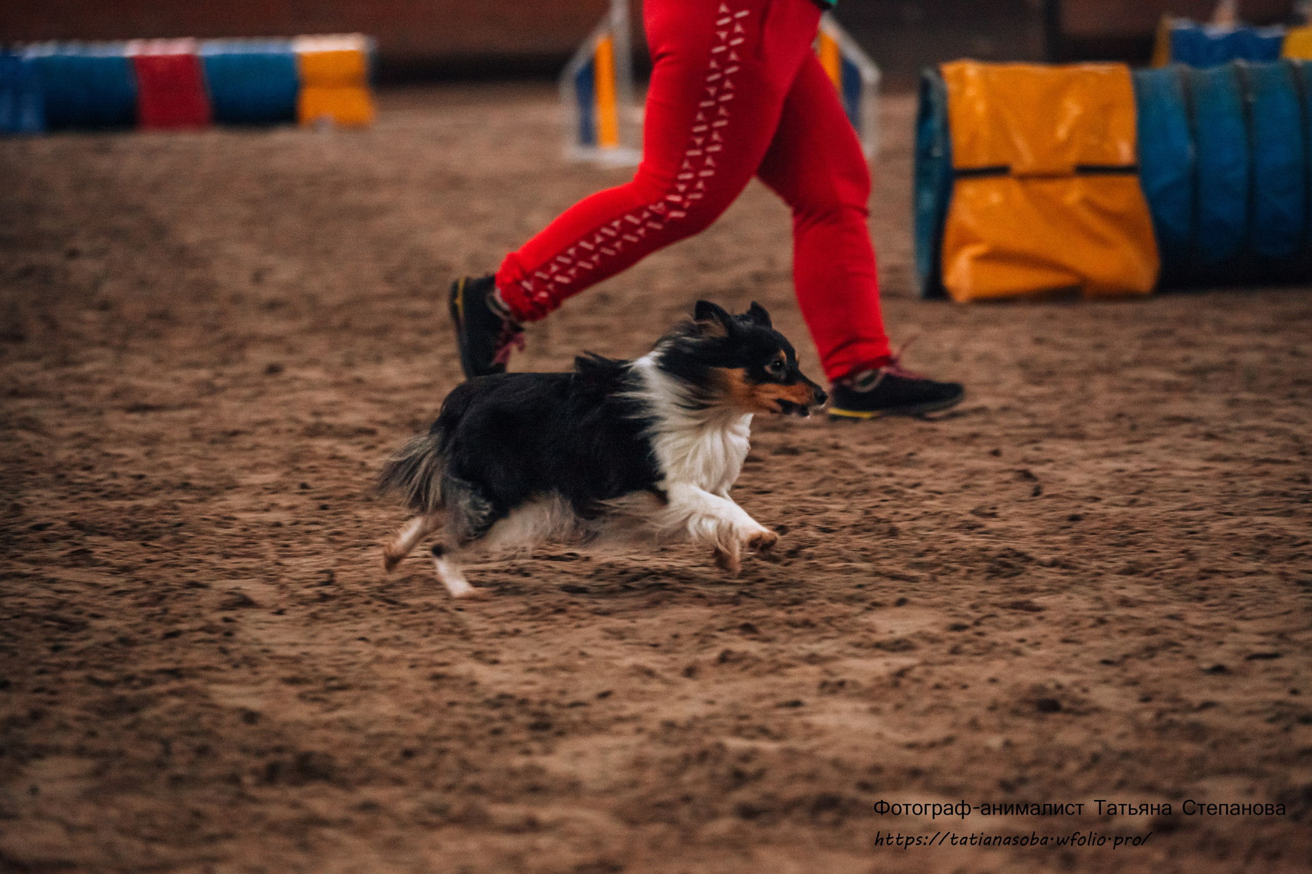 Соревнования по Аджилити 25.02.2024. Фотограф-анималист Татьяна Степанова