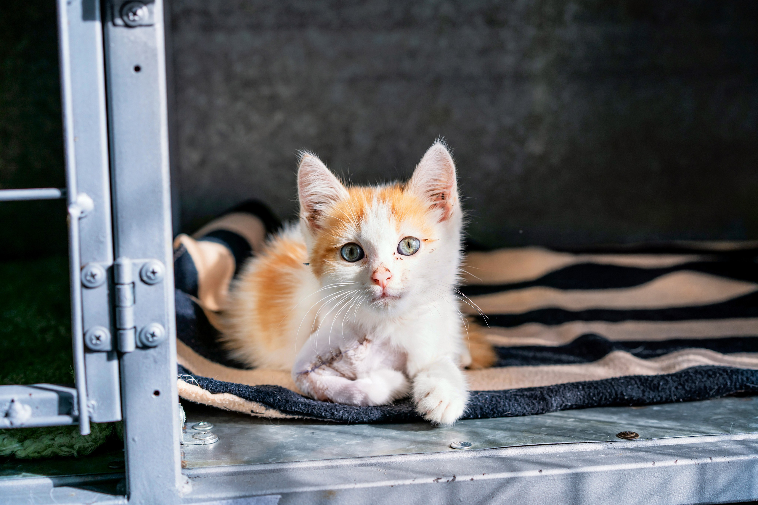 Vet clinic. Nina Petina