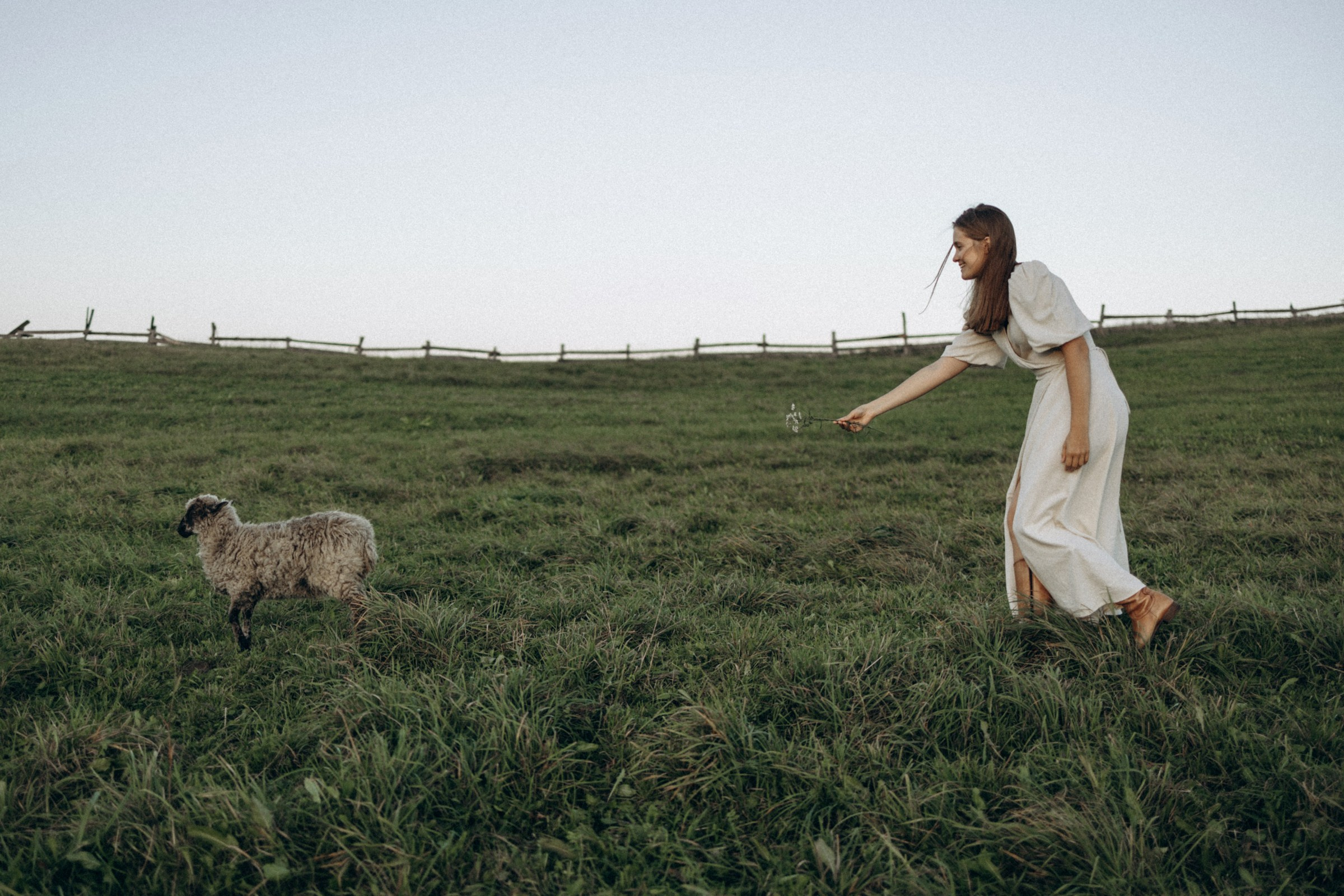 Дружелюбная овечка. Фотограф Daria Wilner