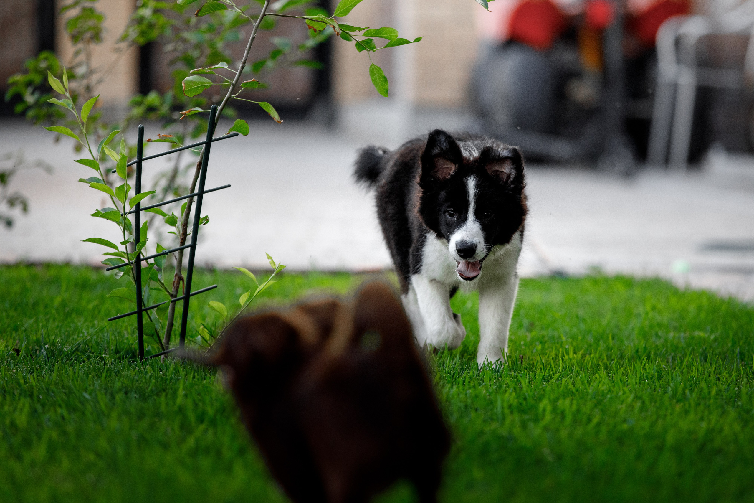 Болтовня в саду. О нас
