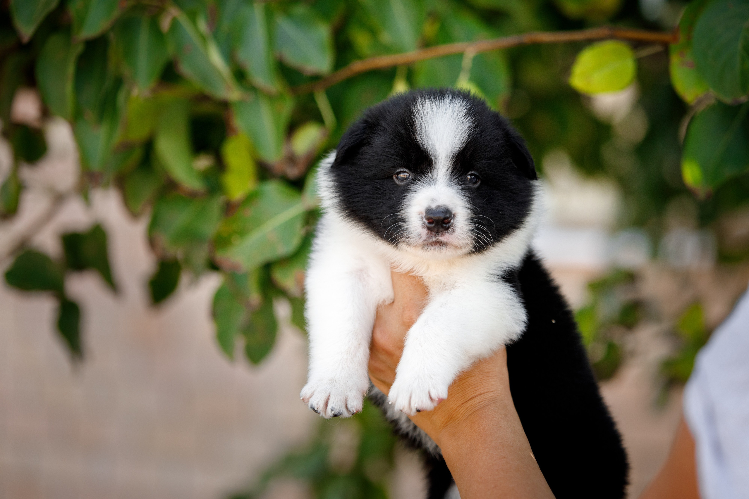 Смешарики. О нас