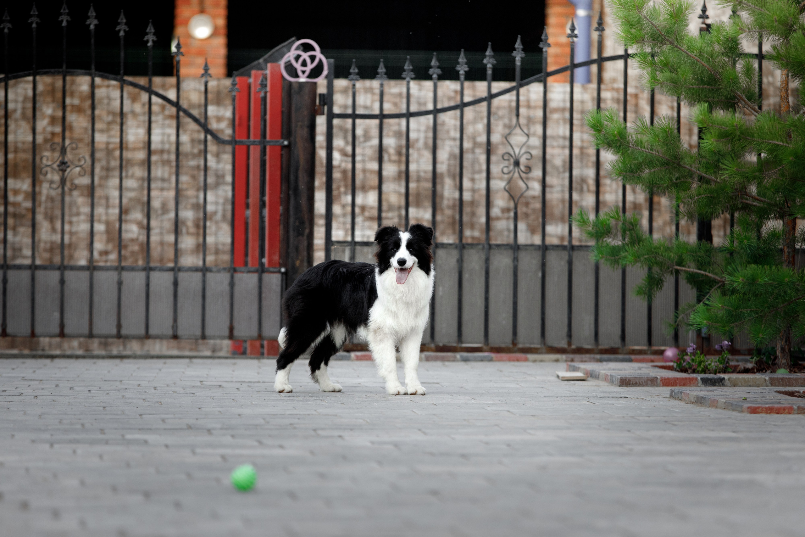 Болтовня в саду. О нас