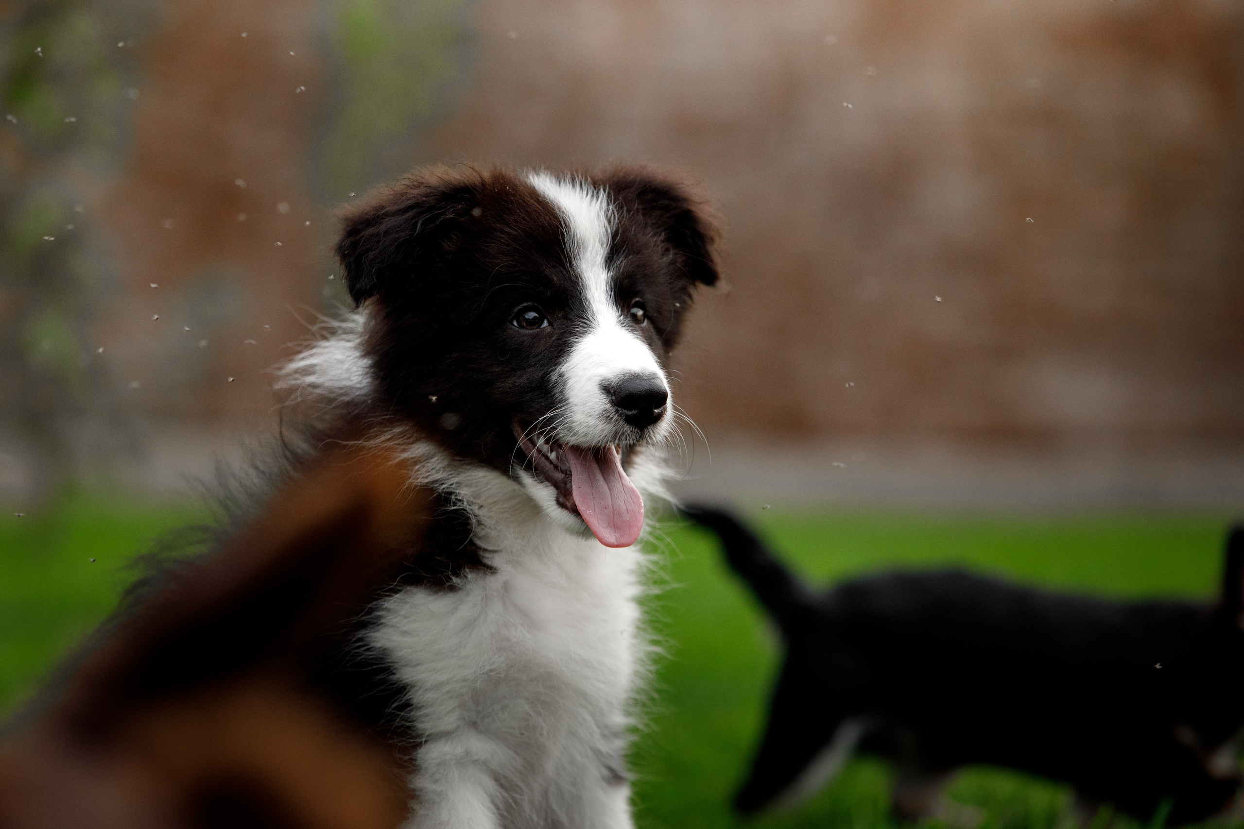 Болтовня в саду. О нас
