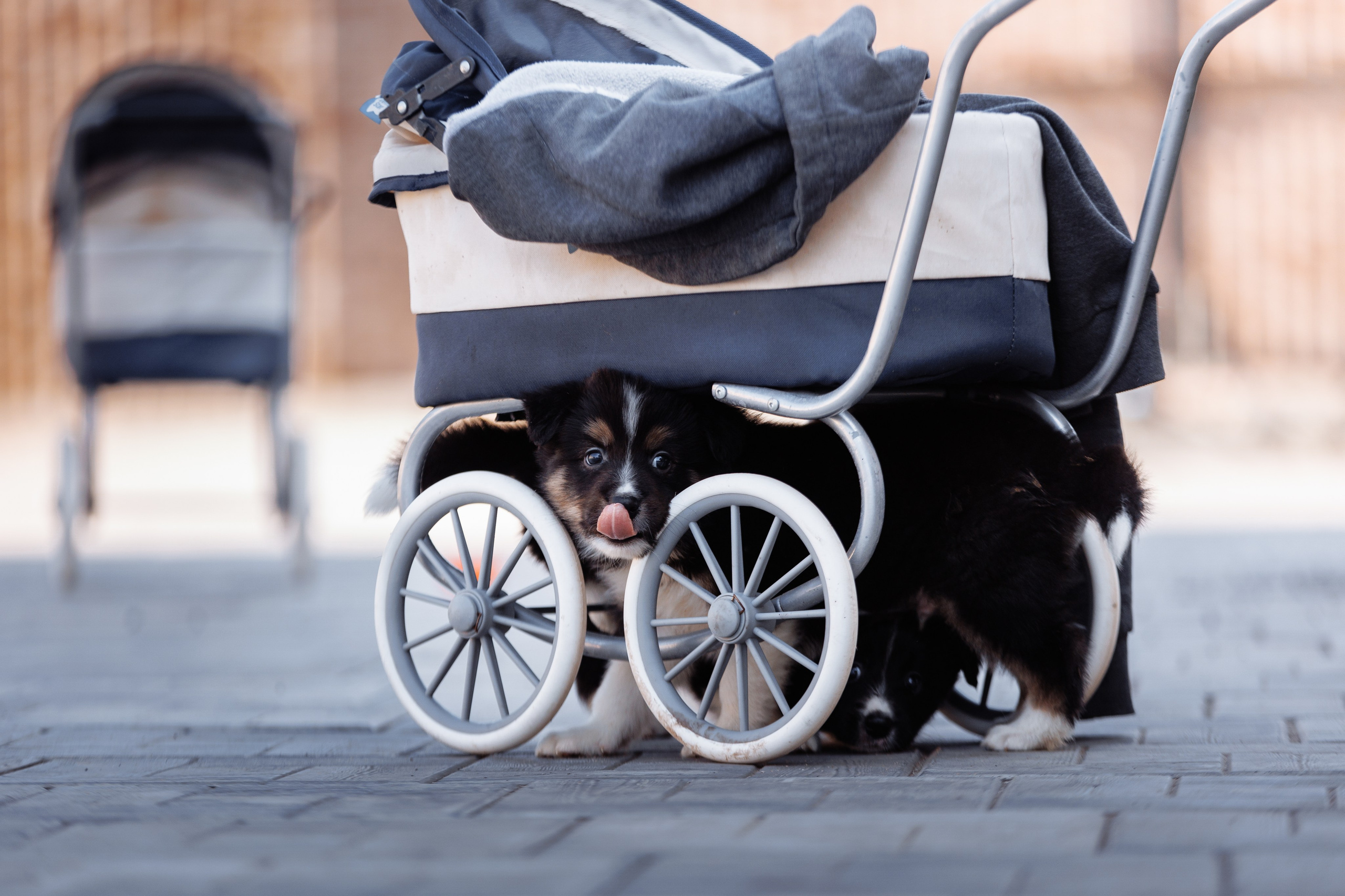 МММ — маленькое мягкое милое. О нас