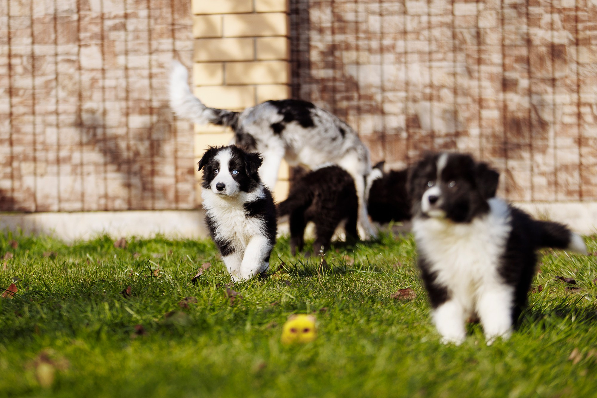 У дома с большой компанией от мала до велика. О нас