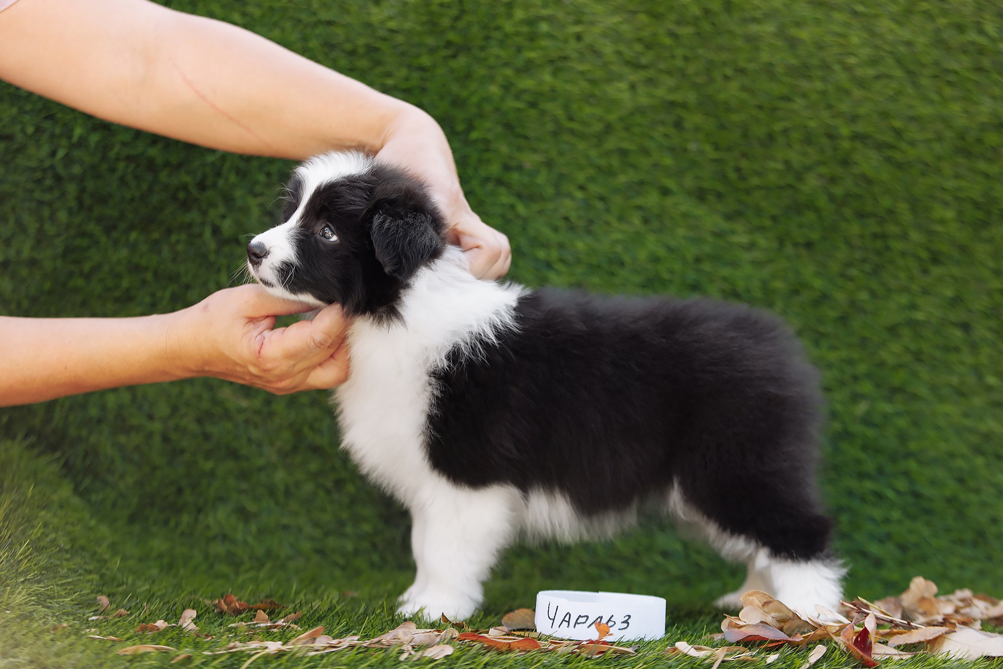 Новый лист. О нас