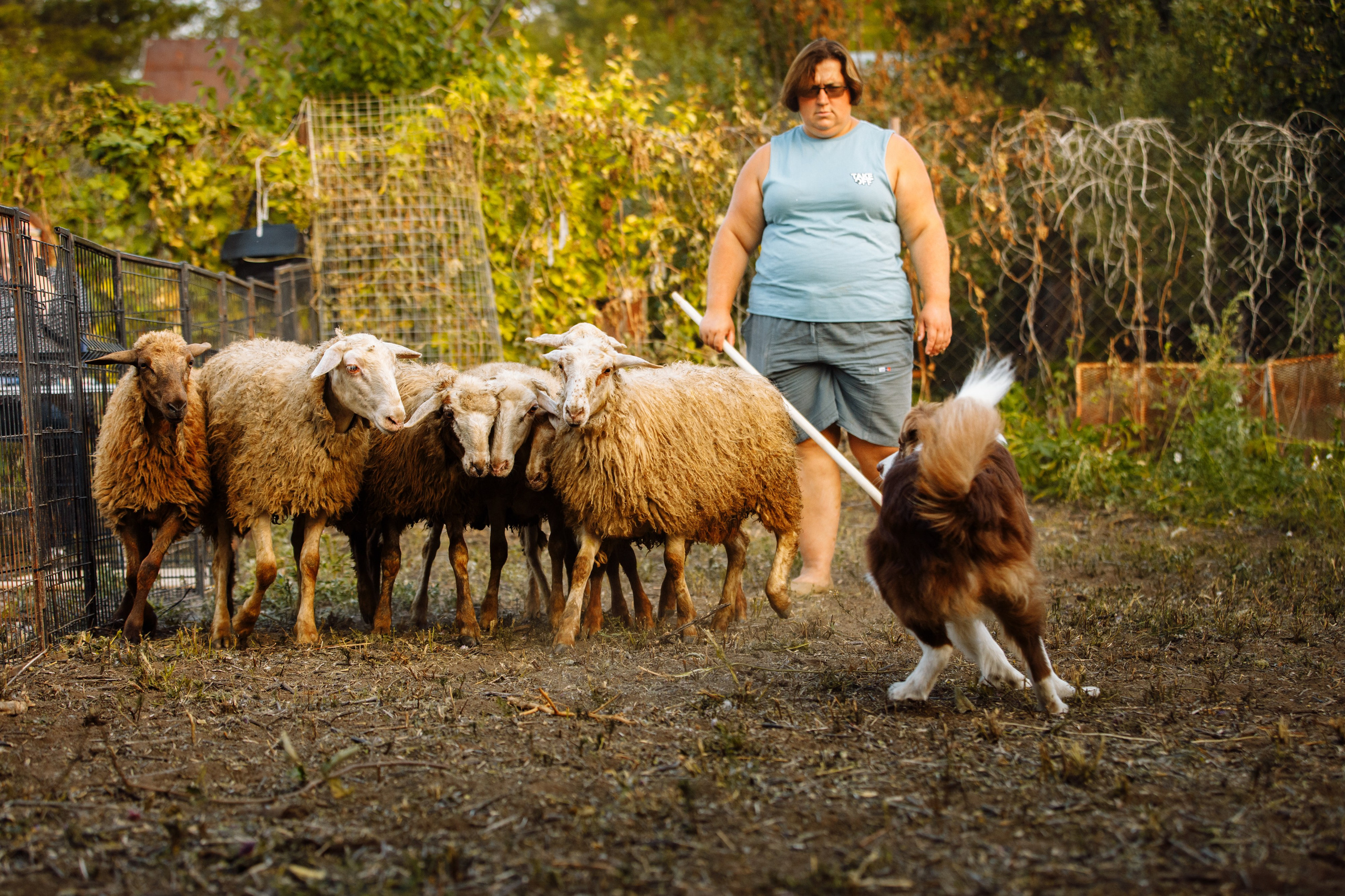 Овечий день. О нас