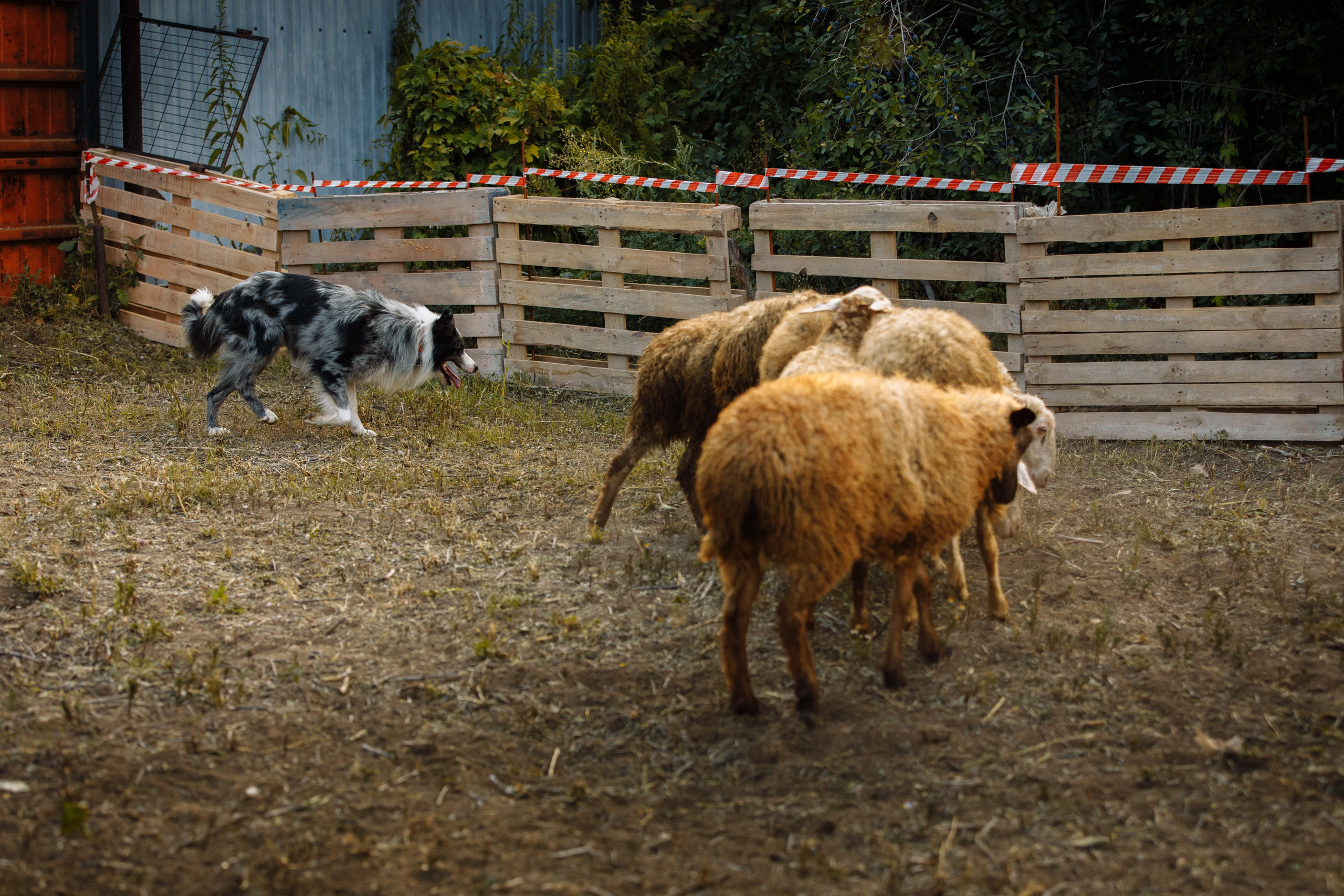 Овечий день. О нас