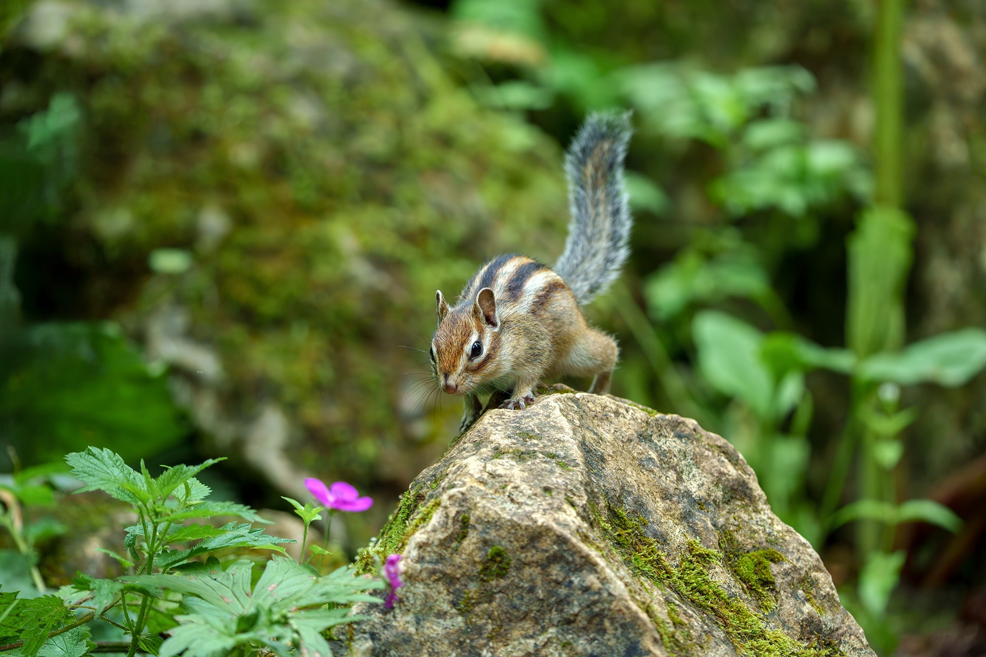 Животные. Ваш личный фотограф Марина Волкова
