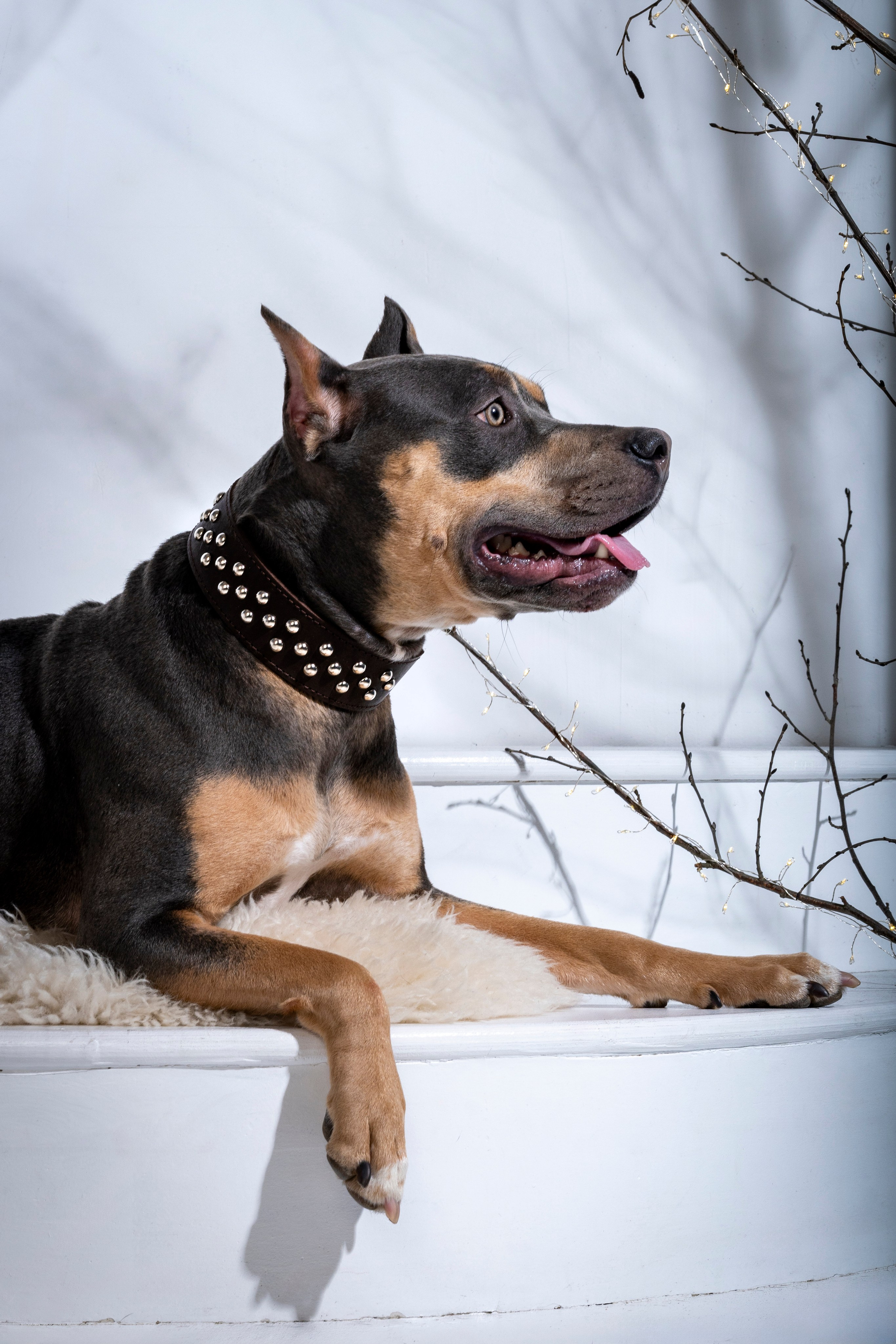 Рекламная фотосессия ошейников. Фотограф анималист в Санкт-Петербурге Таша Крейв