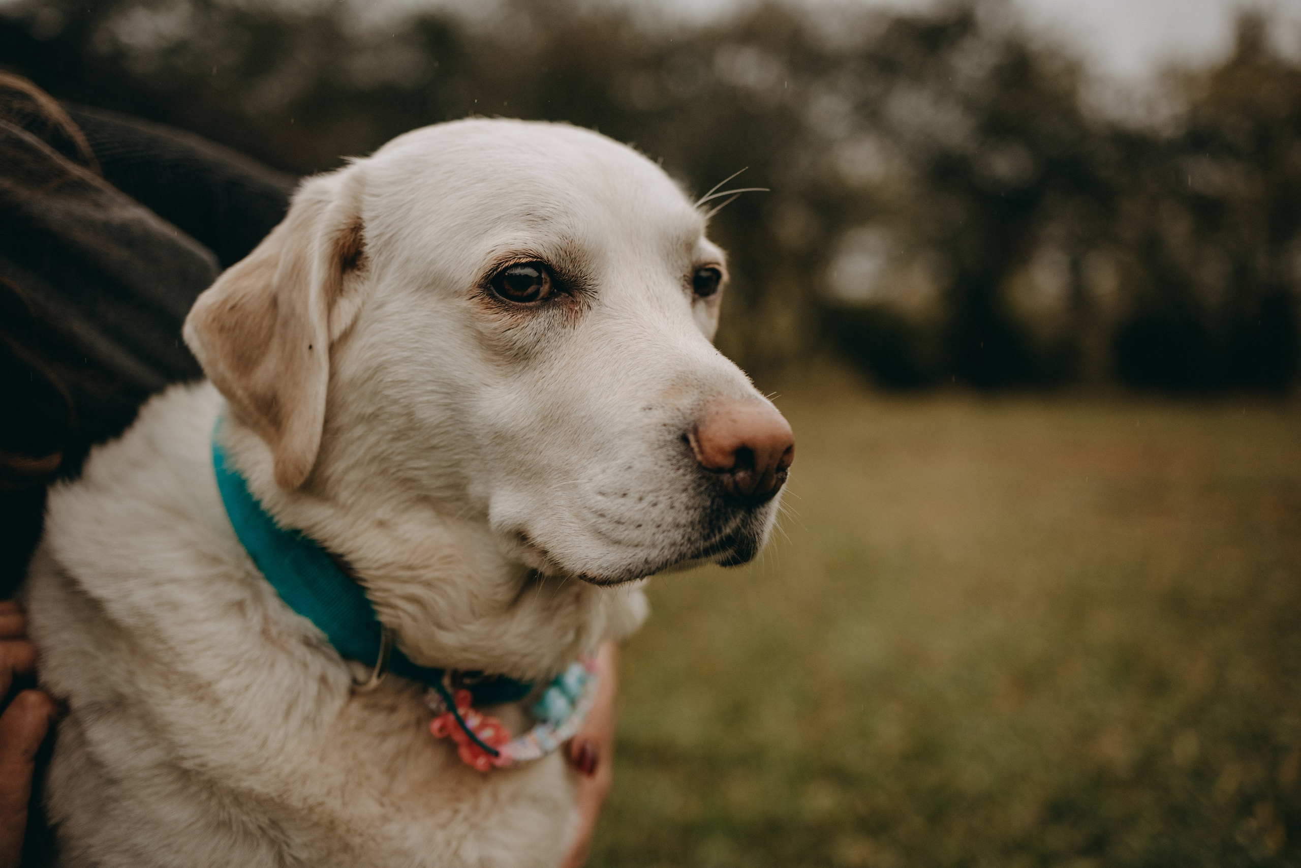 Женя и ее девочки. Фотограф — Анималист | Санкт-Петербург