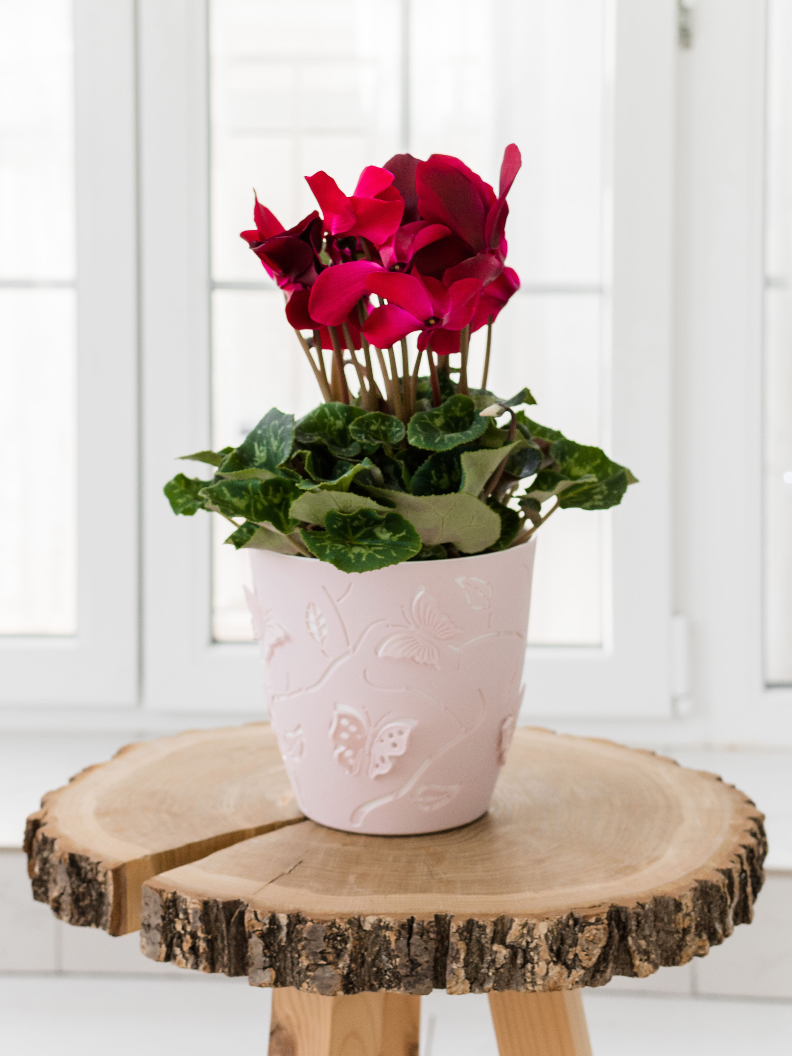 Предметка. Фотостудия Новочебоксарск