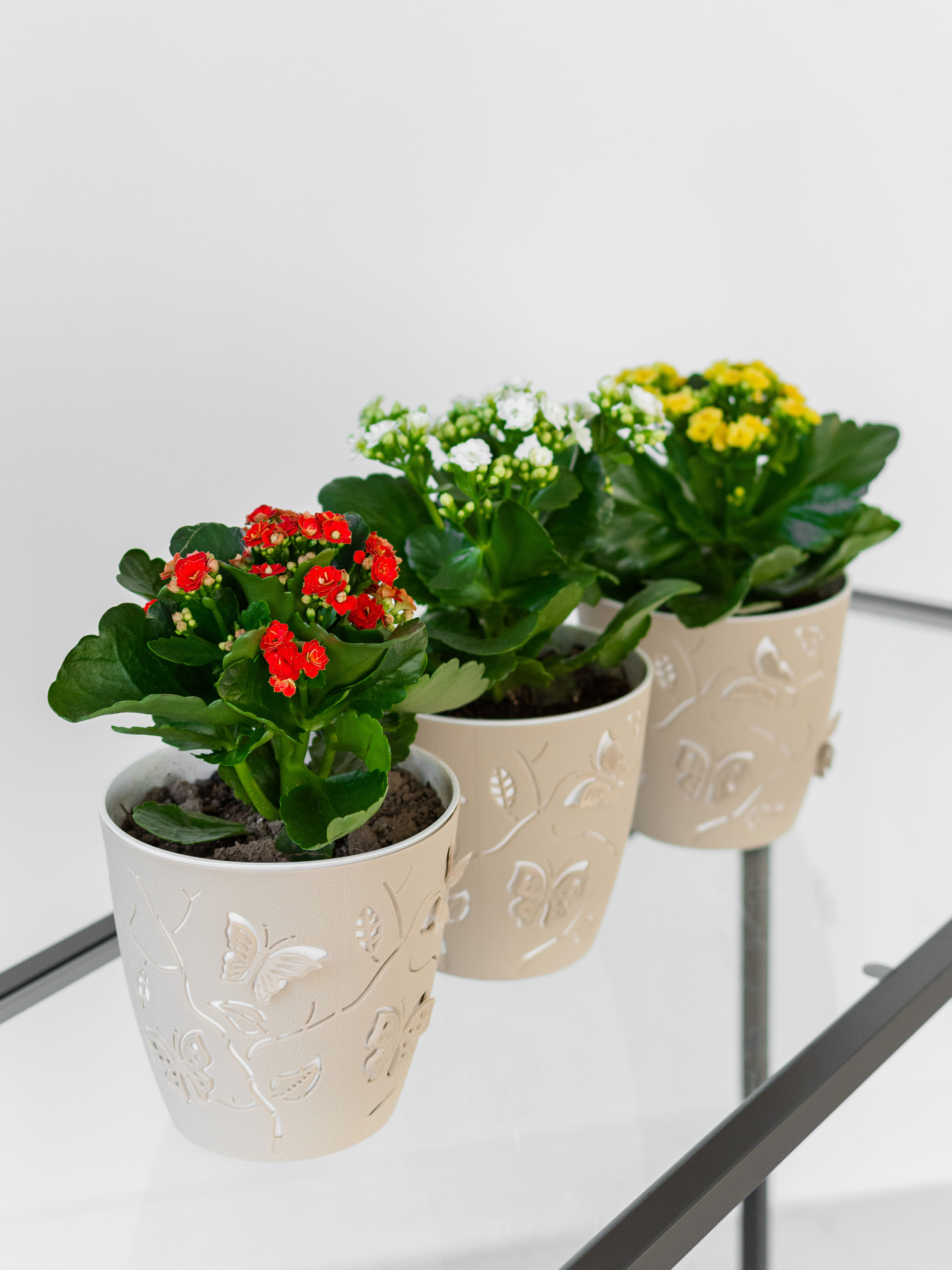 Предметка. Фотостудия Новочебоксарск