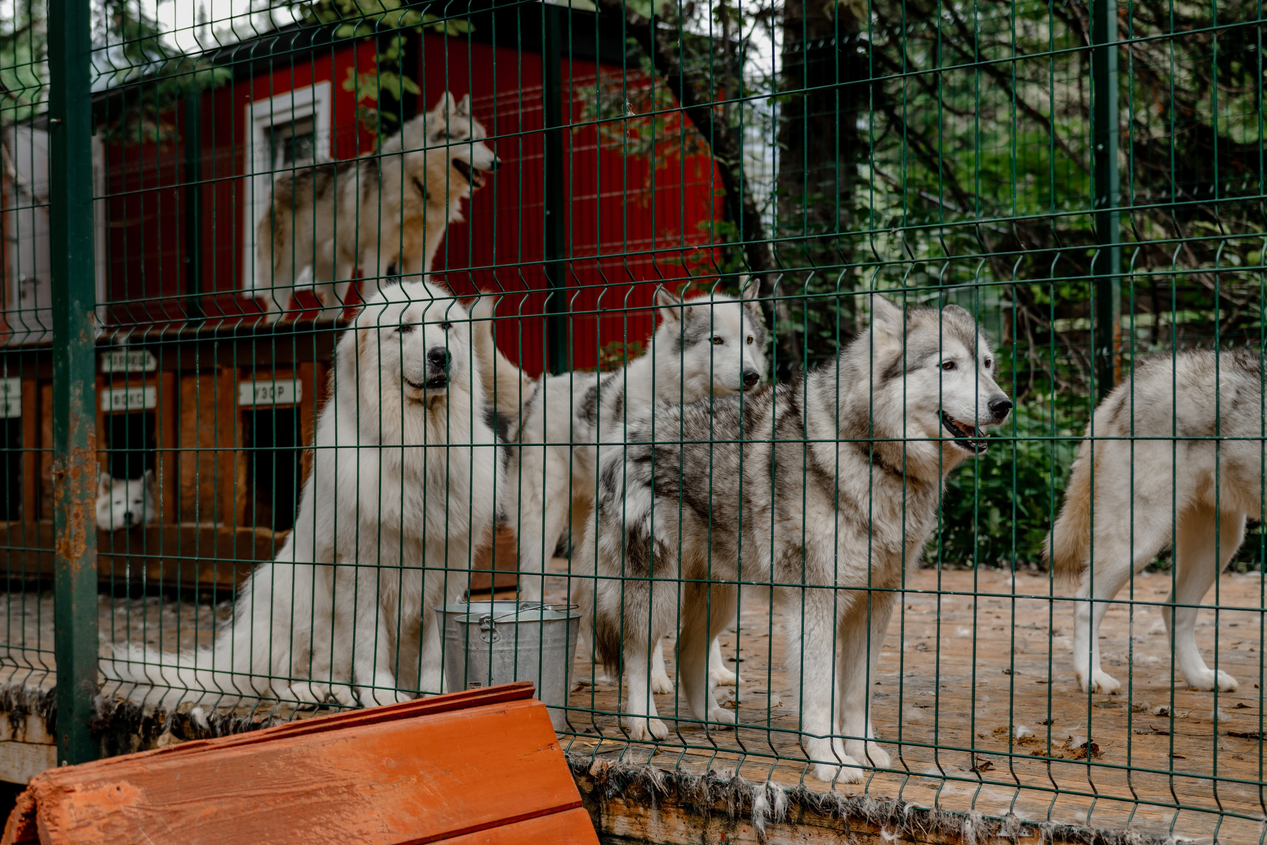 Дог-треккинг