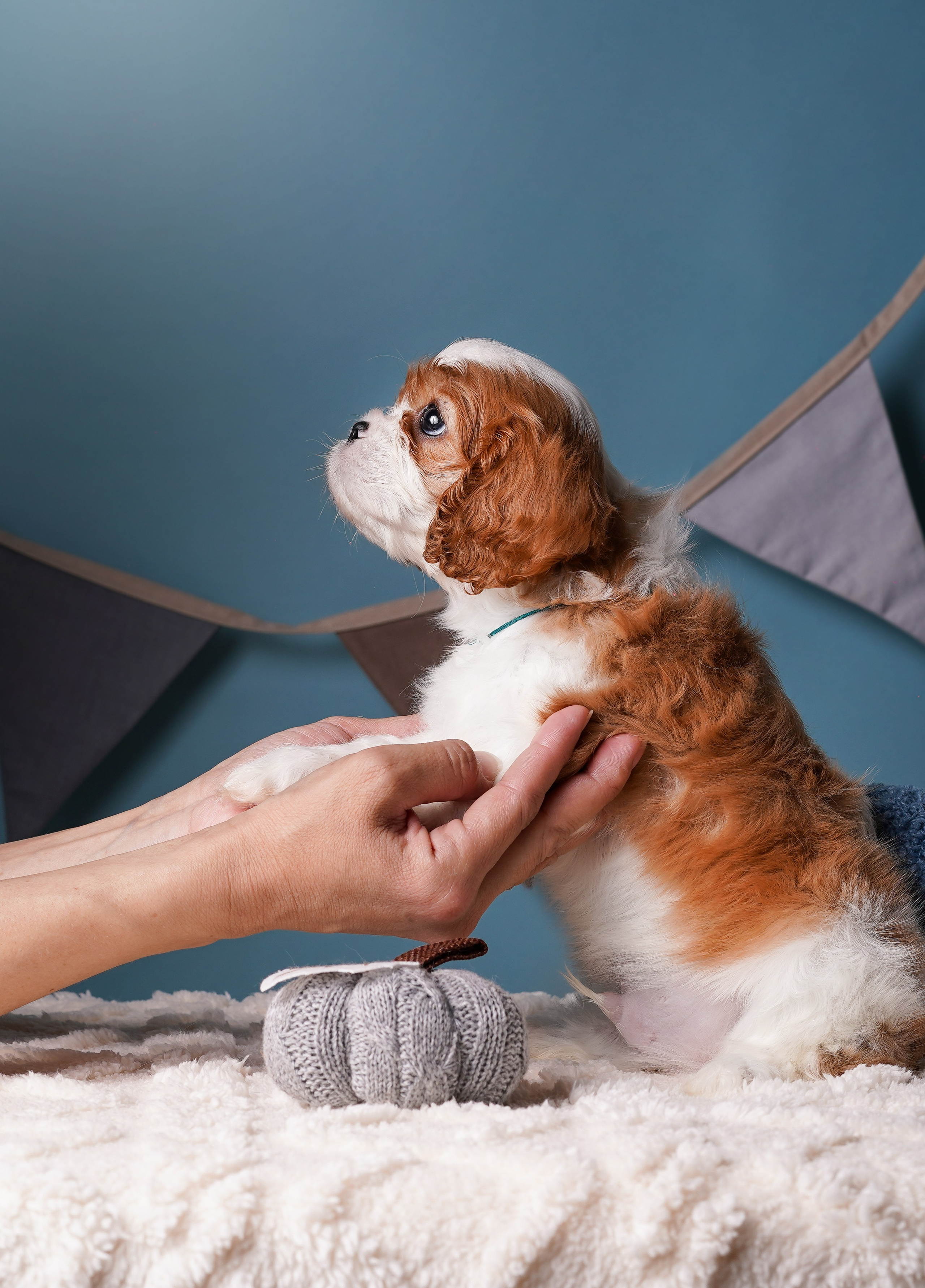 Щенки кавалера. Фотограф-анималист в Санкт-Петербурге Яна Мартынова