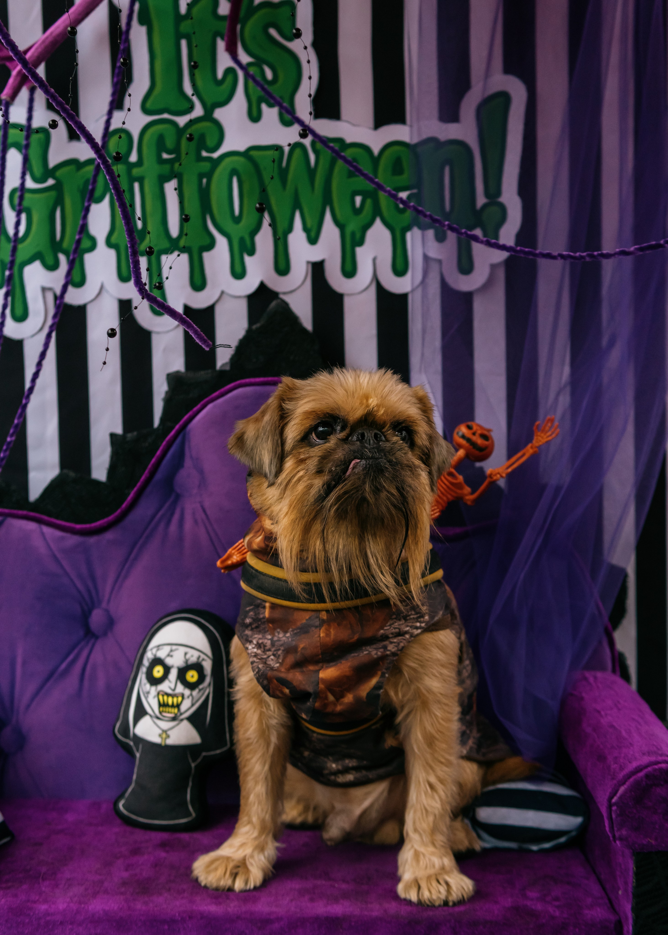 Тематическая встреча породников «Griffween». Фотограф-анималист Ксения Воробьева, Москва