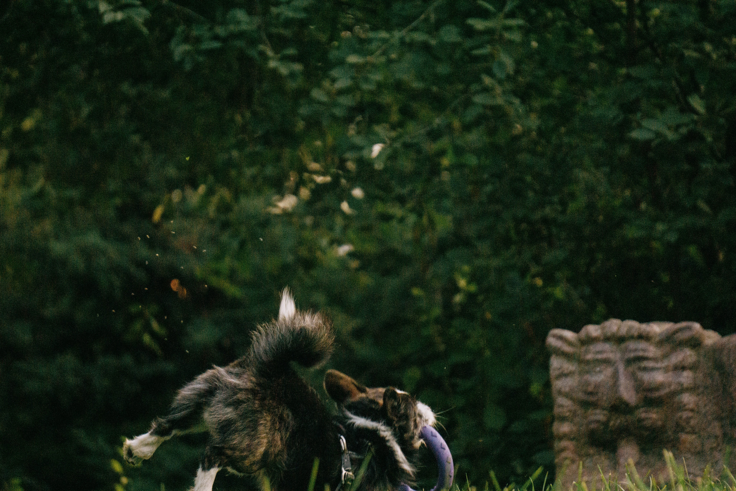 Даша и Тюбик. Фотограф-анималист Ксения Воробьева, Москва