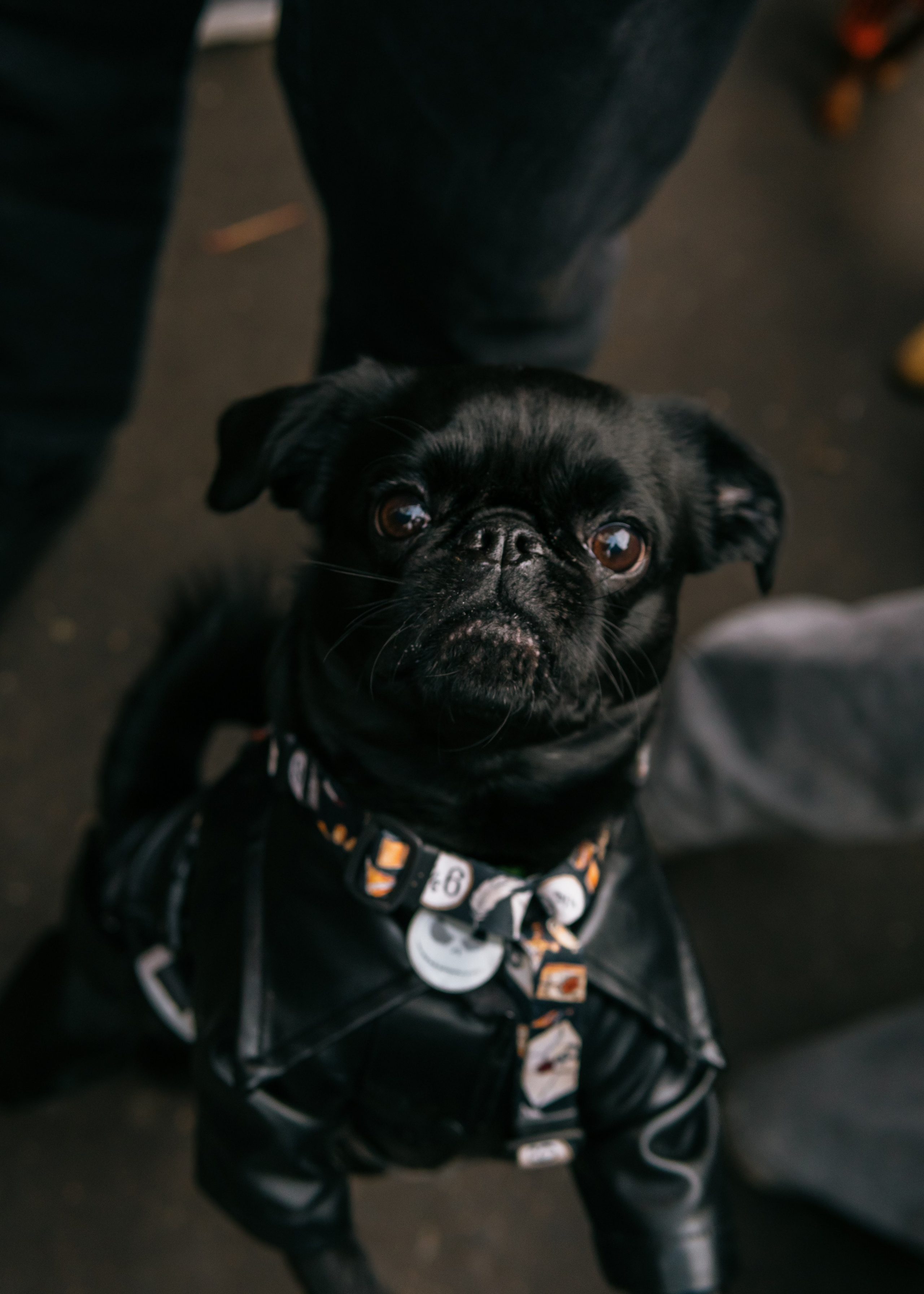 Тематическая встреча породников «Griffween». Фотограф-анималист Ксения Воробьева, Москва