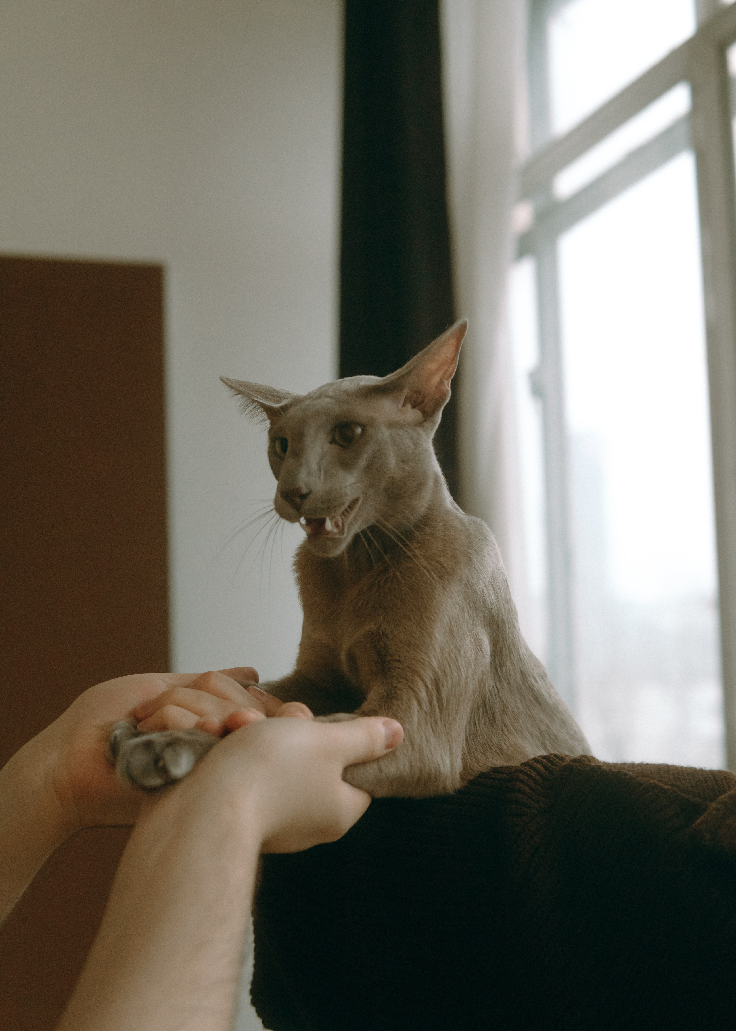 Амина, Булат и Орион. Фотограф-анималист Ксения Воробьева, Москва