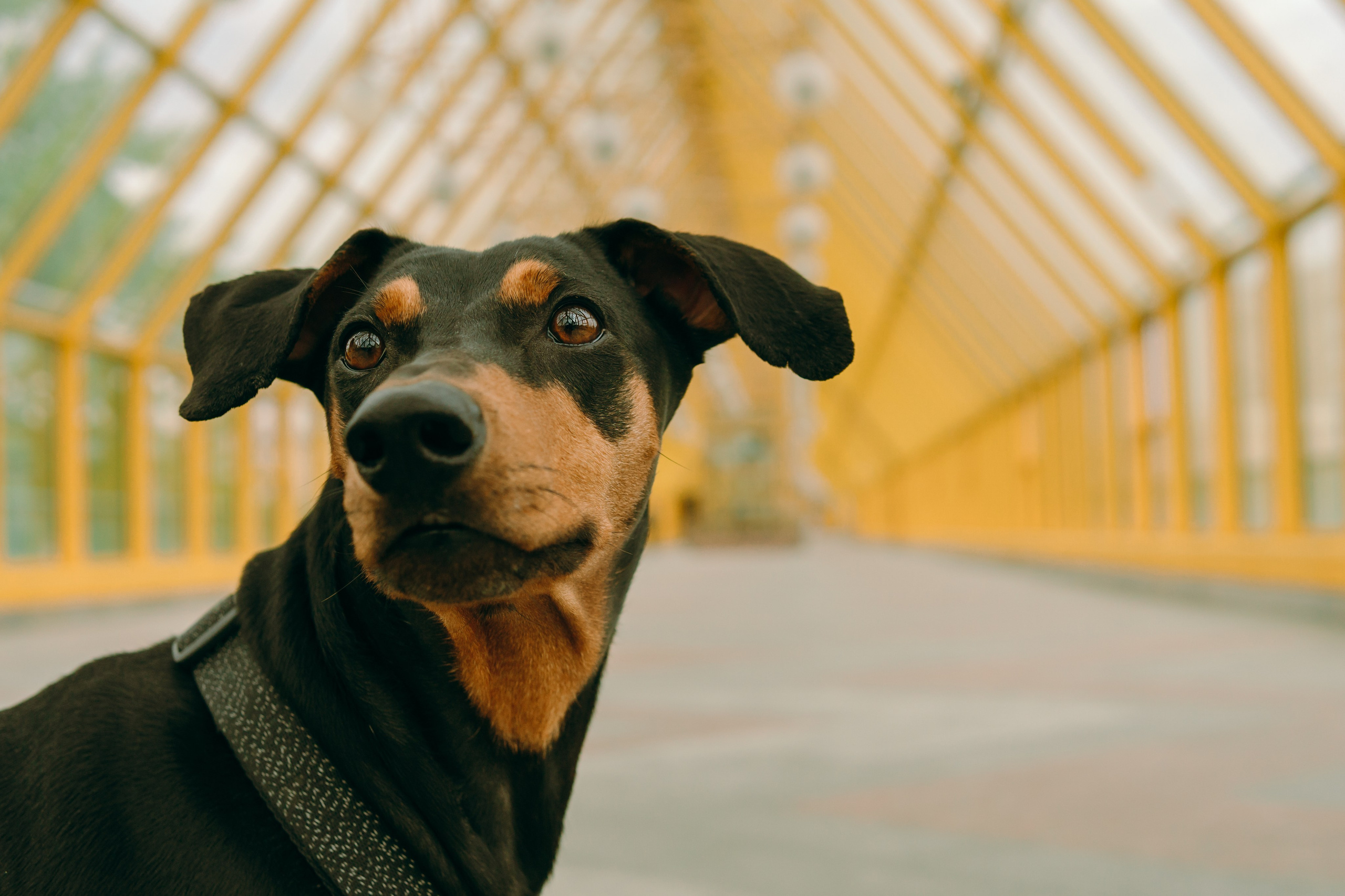 Кира, Максим и Аскара. Фотограф-анималист Ксения Воробьева, Москва