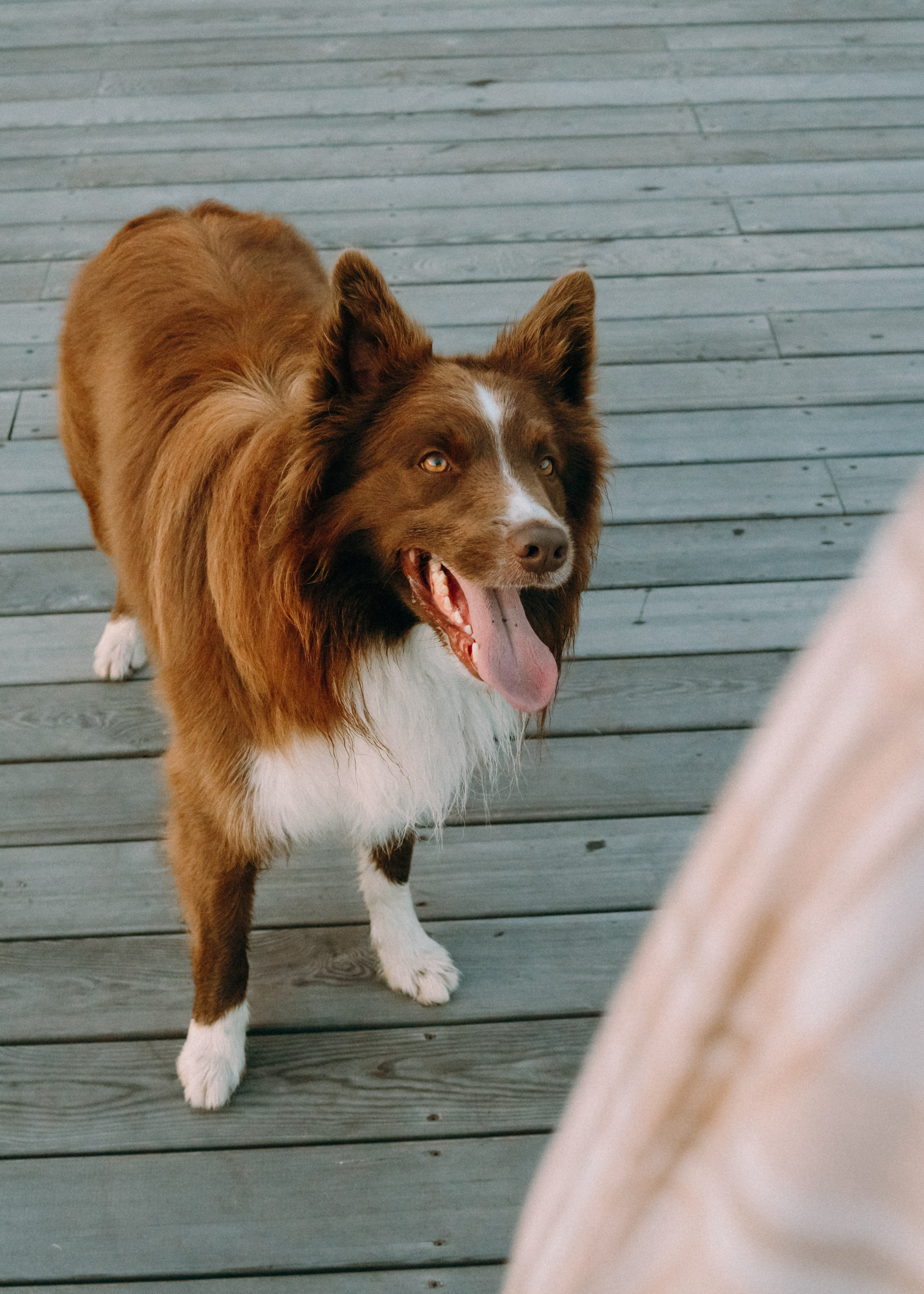 Виолетта, Лила и Питер. Фотограф-анималист Ксения Воробьева, Москва