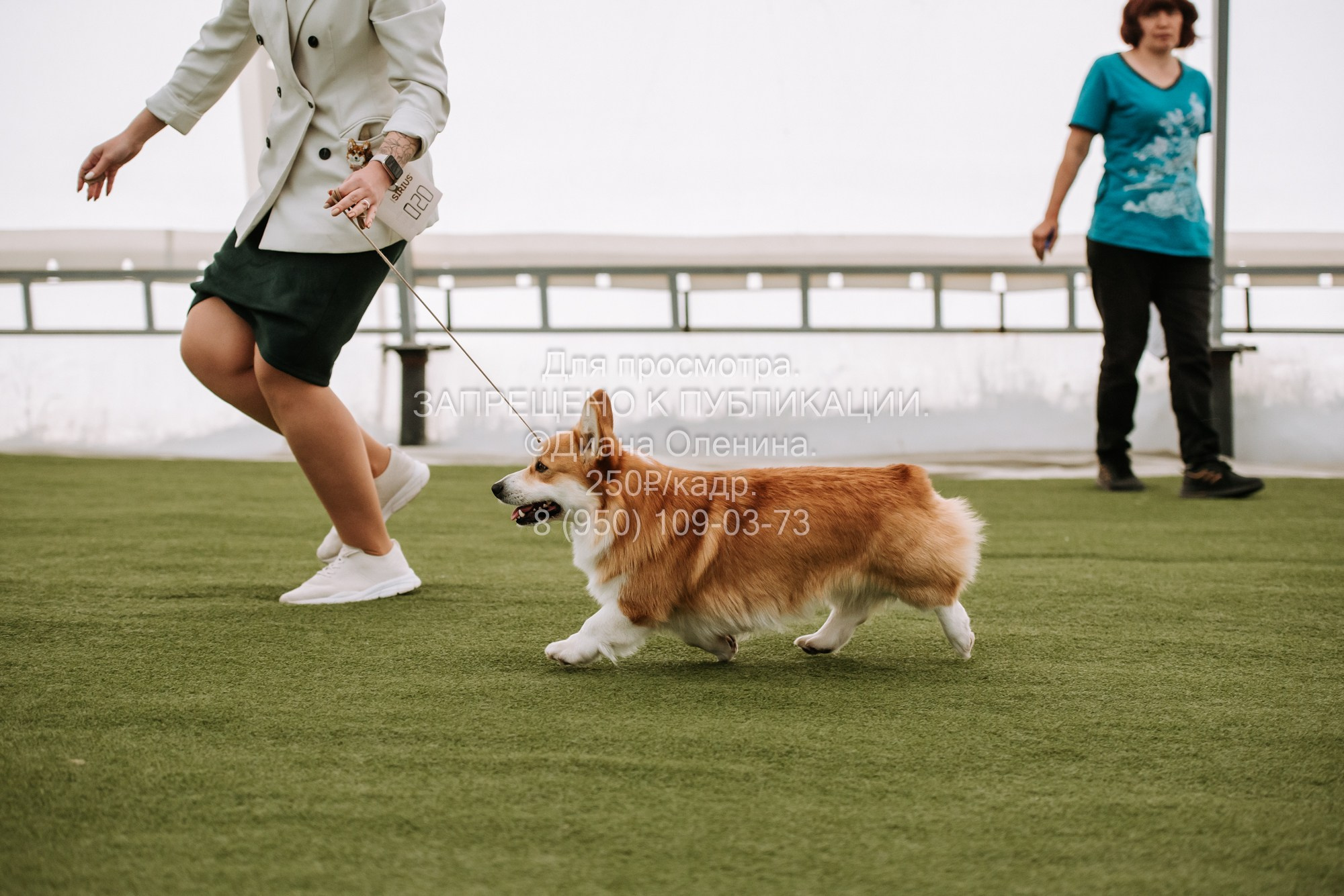 Выставка собак Красноярск 2.06. Фотограф Диана Оленина Красноярск / Братск