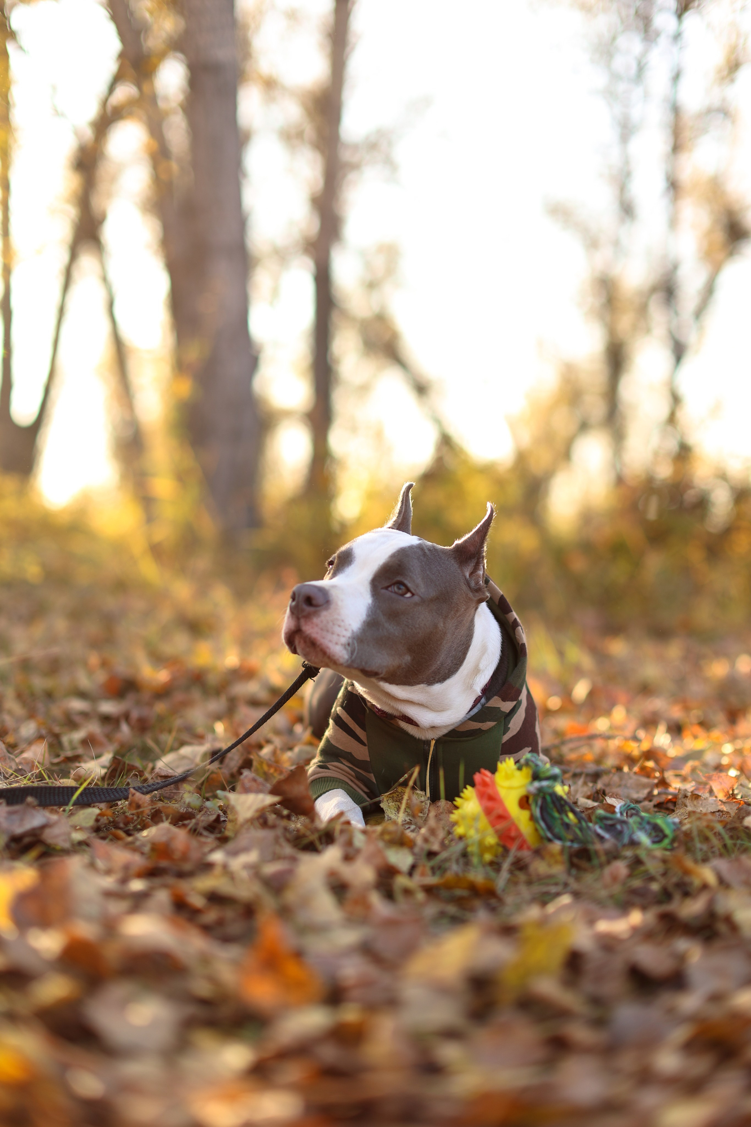 Осень. Art my Pho