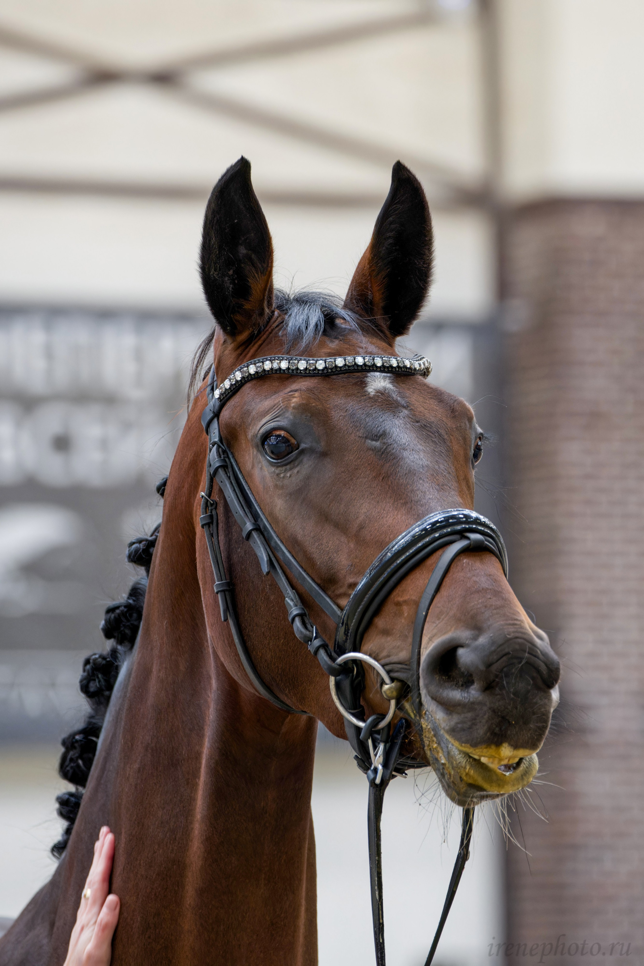 Конная Россия 2024 Оценка двигательных качеств. Irenephoto.ru