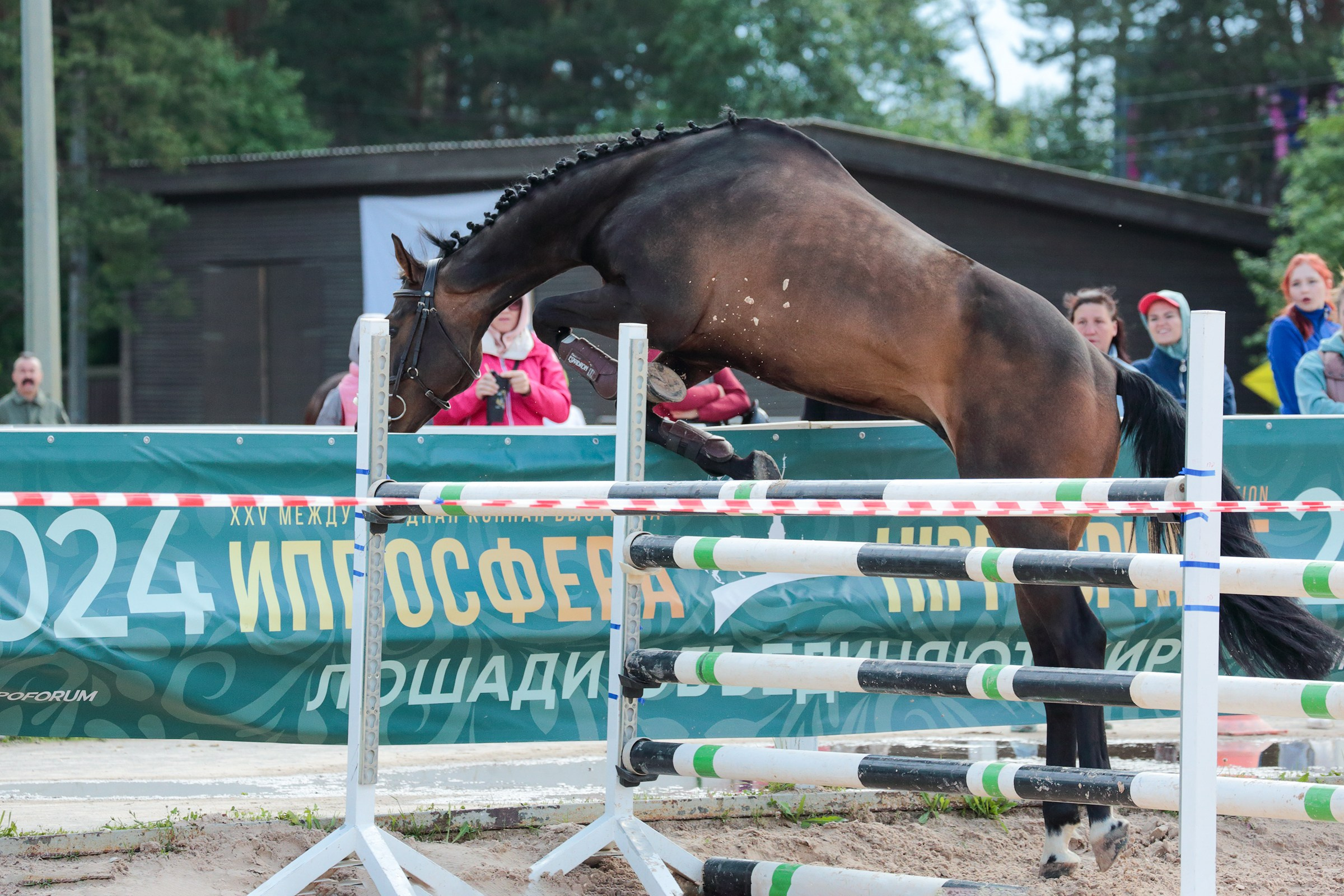 Иппосфера 2024. Irenephoto.ru