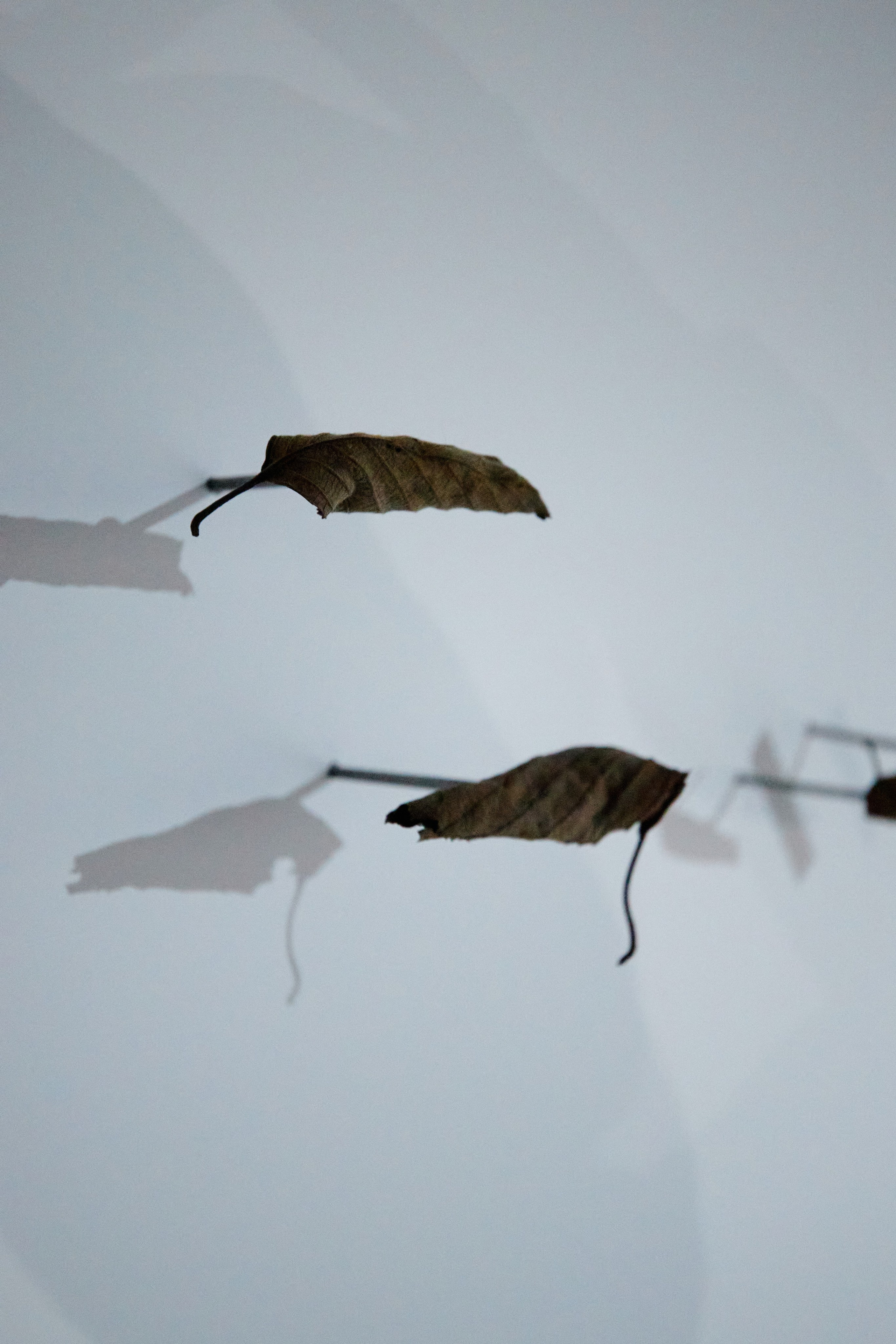 Parazitы в «Павильоне»? «Собака.ru» подарила Самаре биеннале. DENISOV ART (фото, видео, дизайн) САМАРА