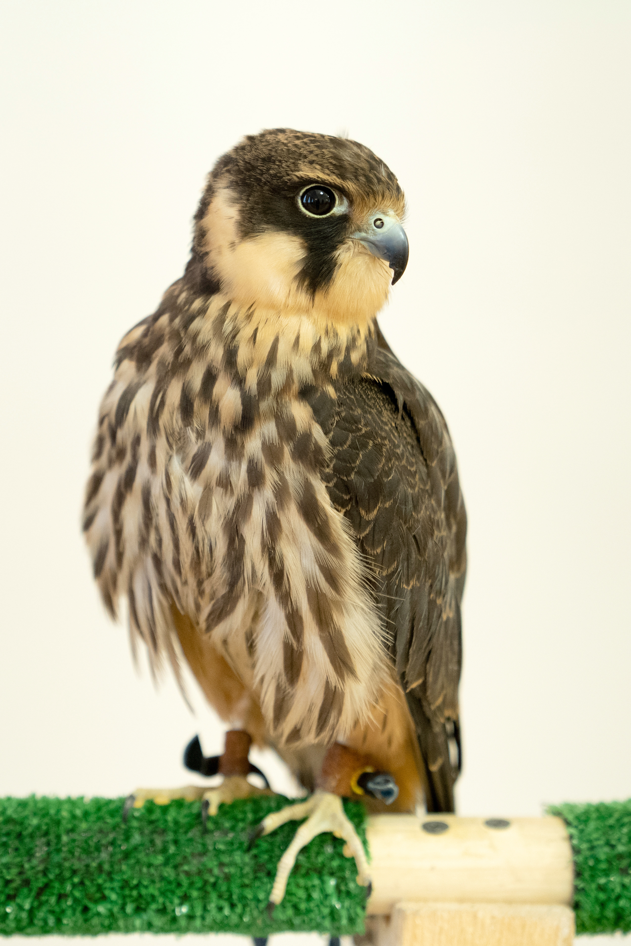 Фестиваль «Солянка». Репортажный фотограф Света Асадчая