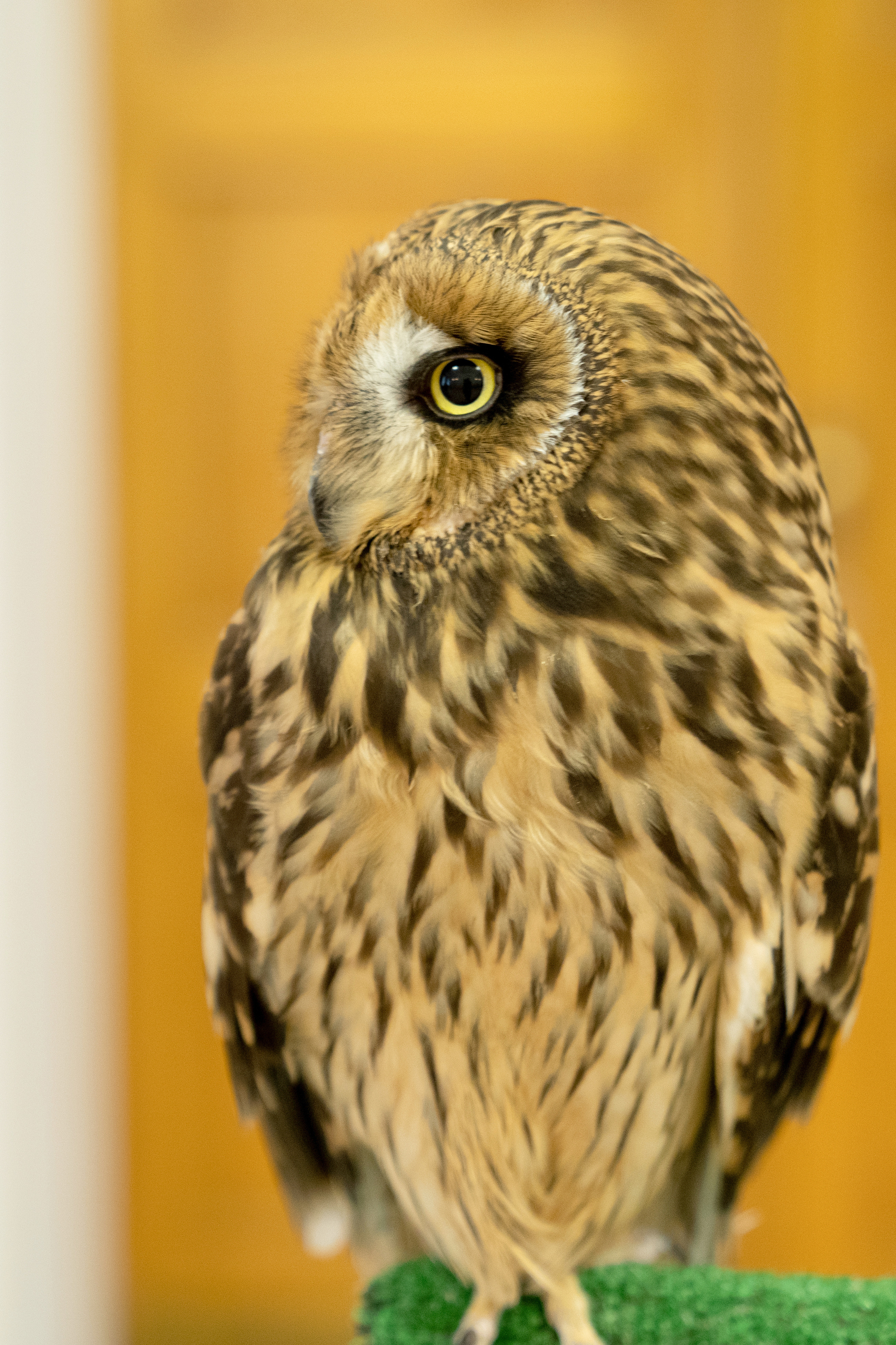 Фестиваль «Солянка». Репортажный фотограф Света Асадчая