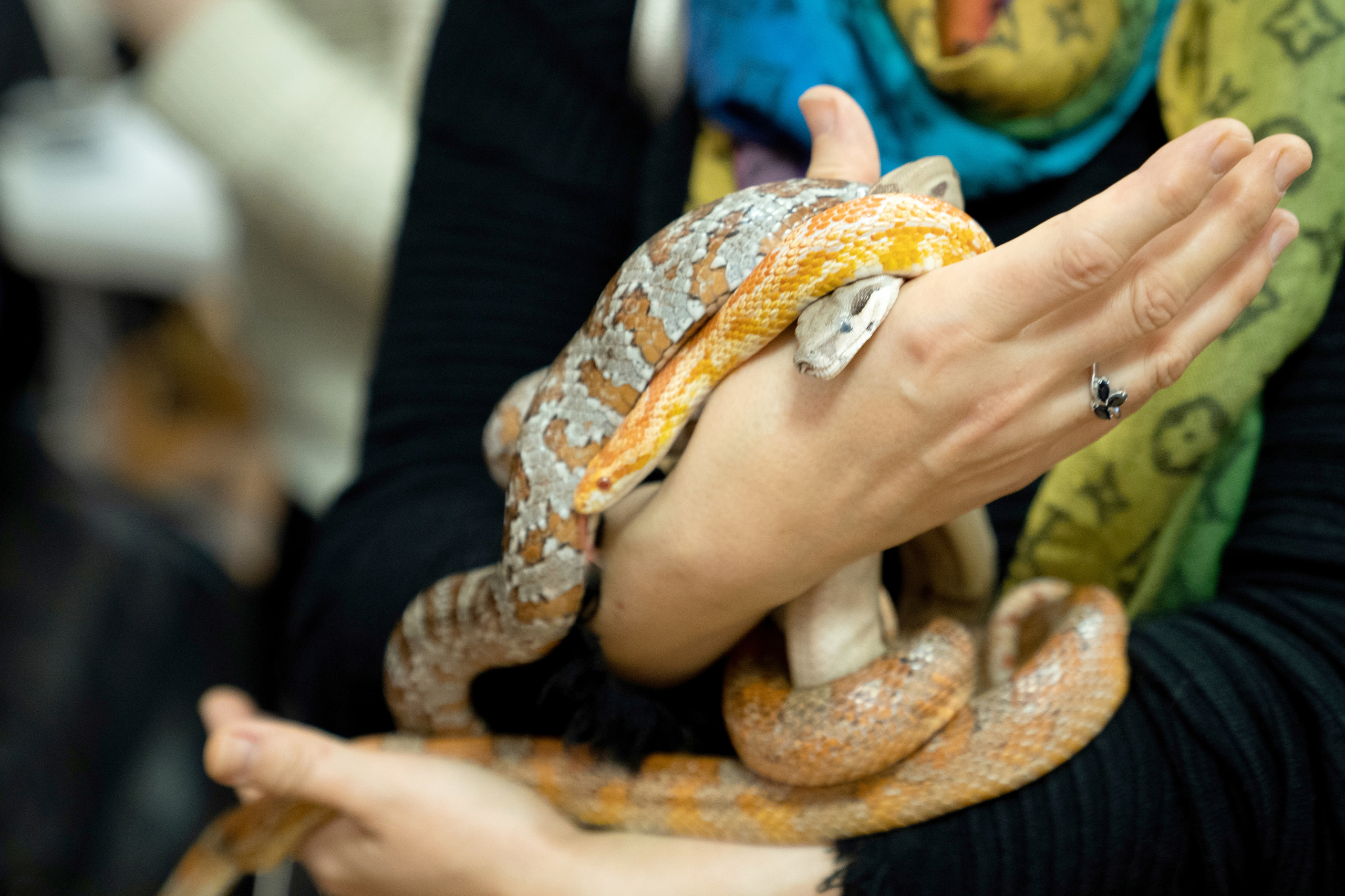 Фестиваль «Солянка». Репортажный фотограф Света Асадчая