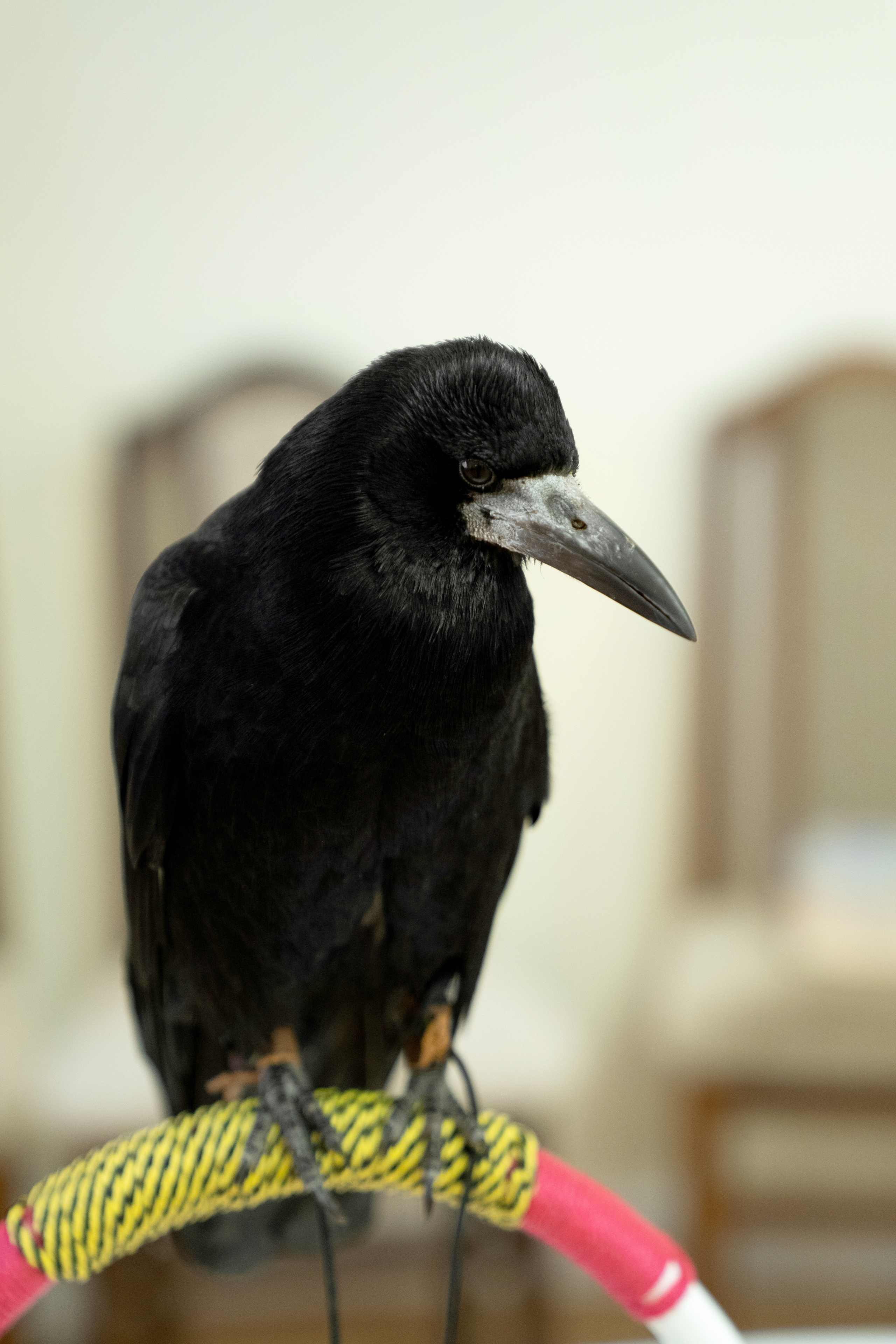 Фестиваль «Солянка». Репортажный фотограф Света Асадчая