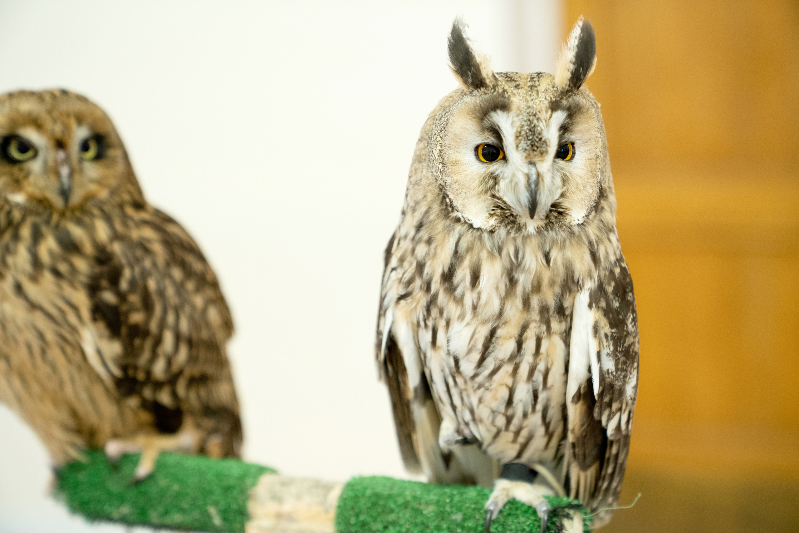 Фестиваль «Солянка». Репортажный фотограф Света Асадчая