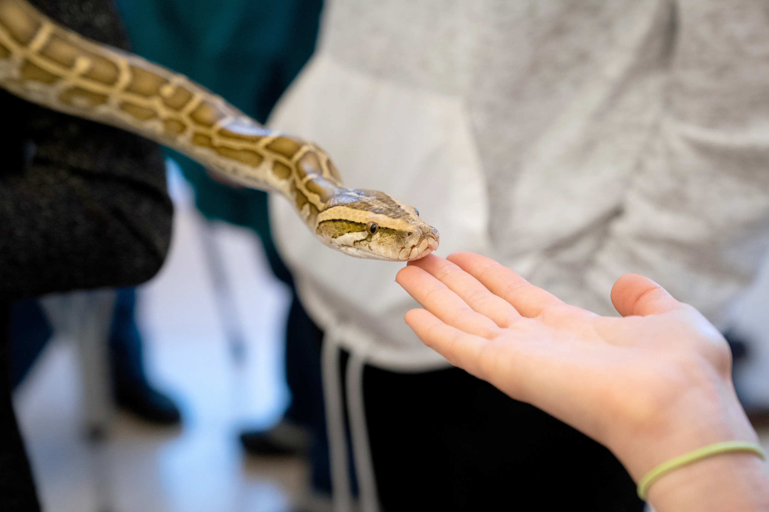 Фестиваль «Солянка». Репортажный фотограф Света Асадчая