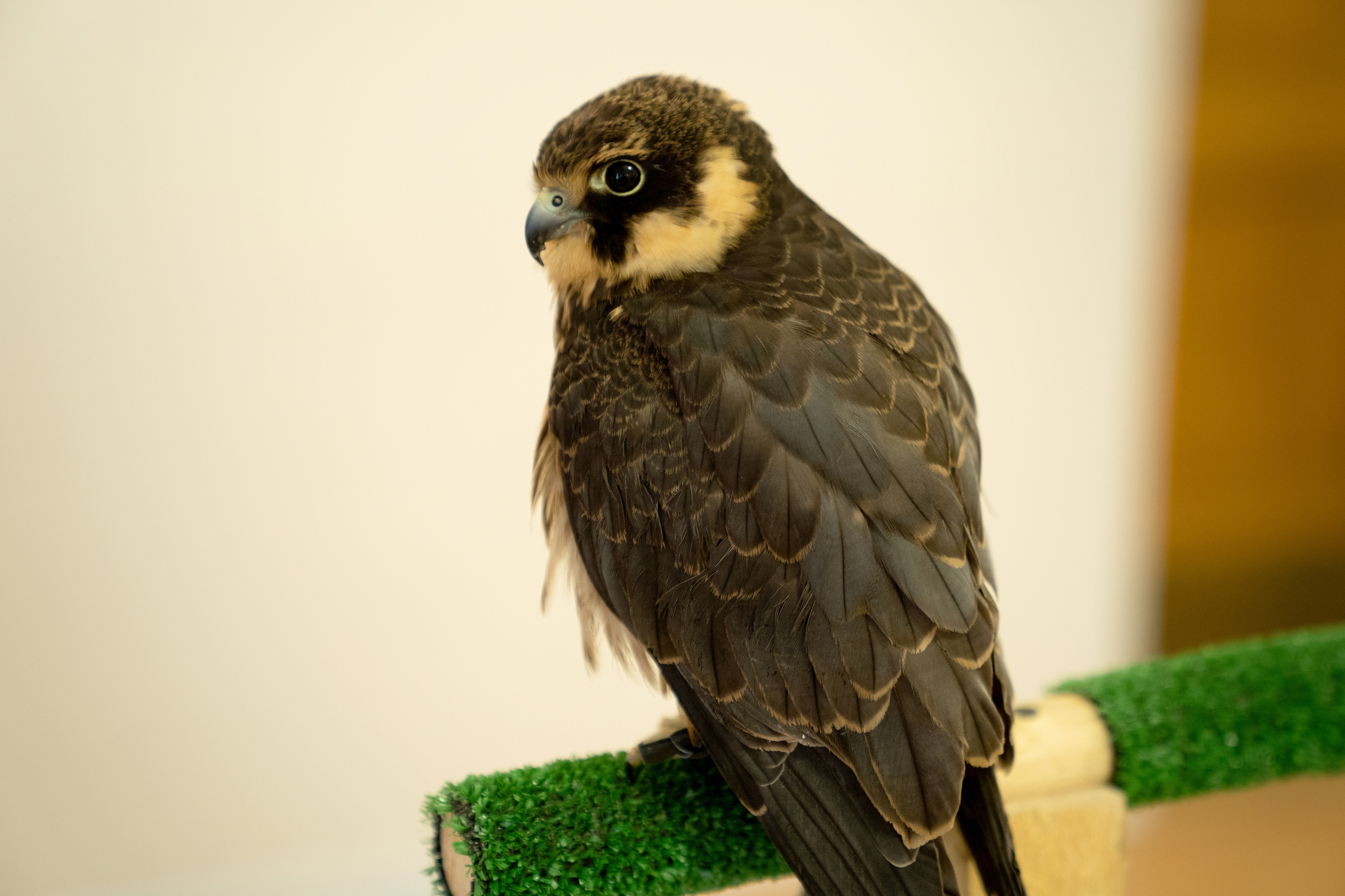 Фестиваль «Солянка». Репортажный фотограф Света Асадчая